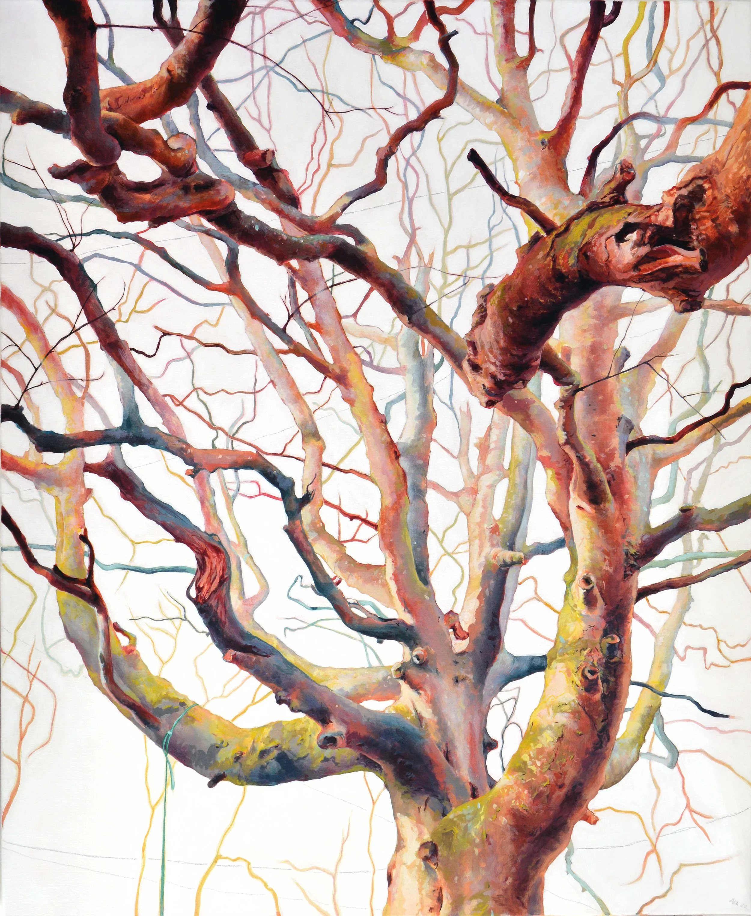 Odgers tree-Angelshaug05-Big-File.jpg