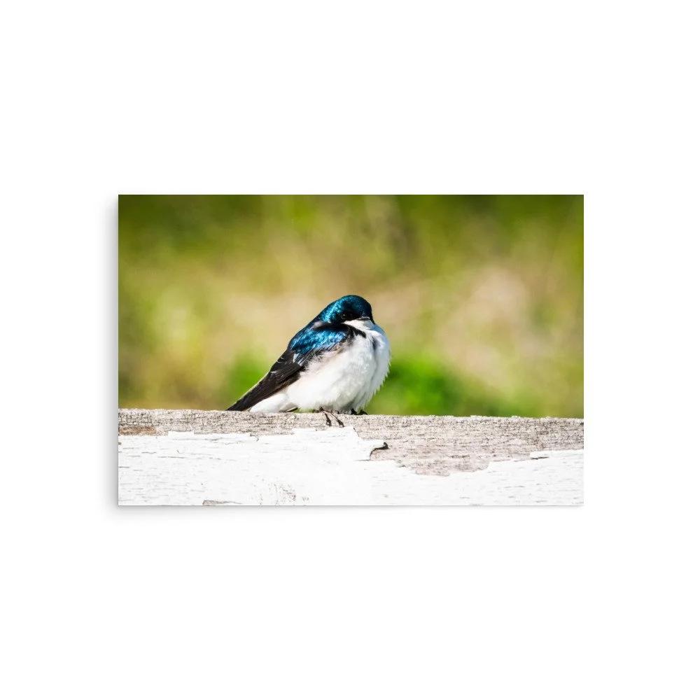 “Fence Line Watcher” | Tree Swallow Fine Art Print