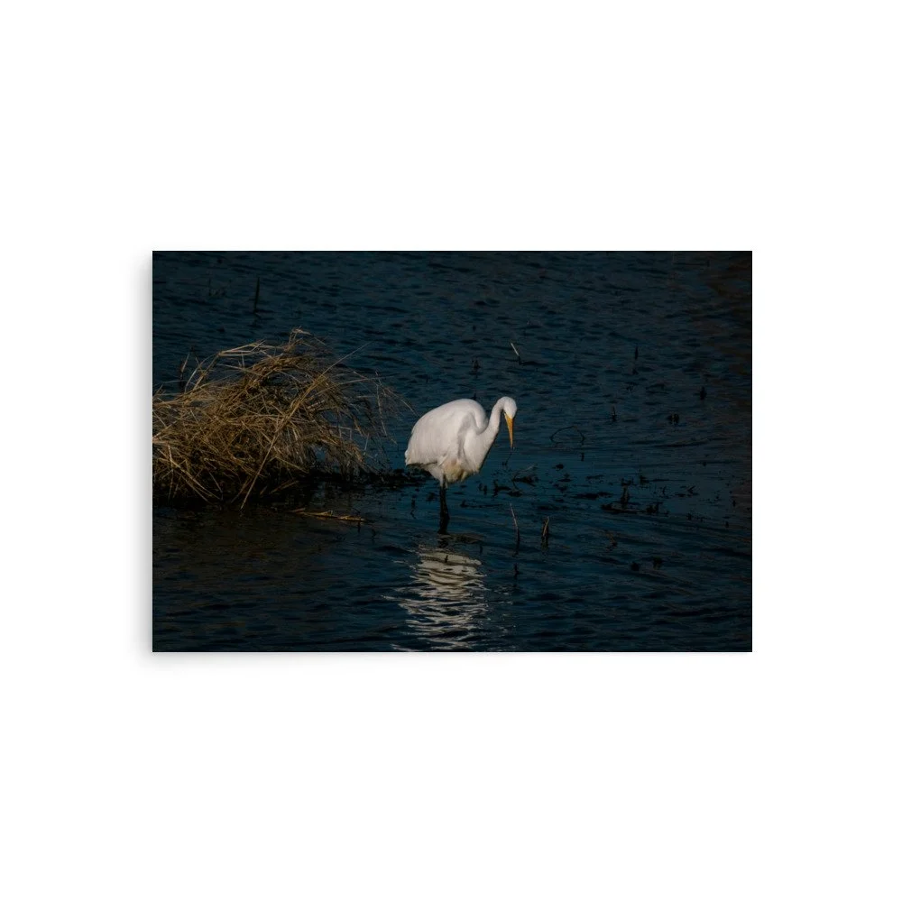 “Patient Elegance at Blackwater” | Great Egret Fine Art Photography Print