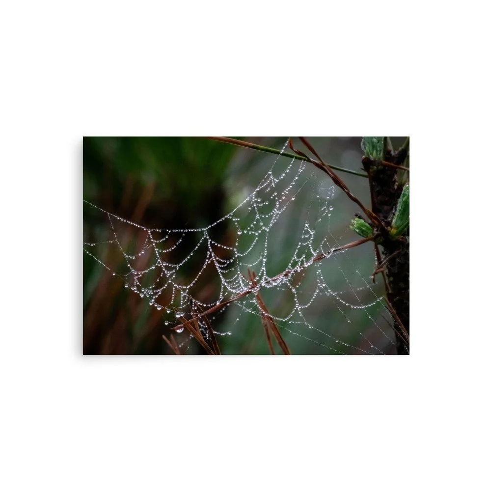 Morning Dew on Spiderweb | Spiderweb & Pine Needle Fine Art Nature Photography Print