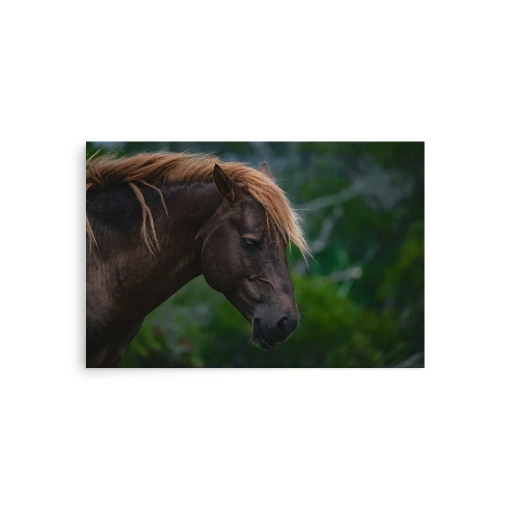 “Wind in the Reeds” | Assateague Wild Horse Fine Art Print