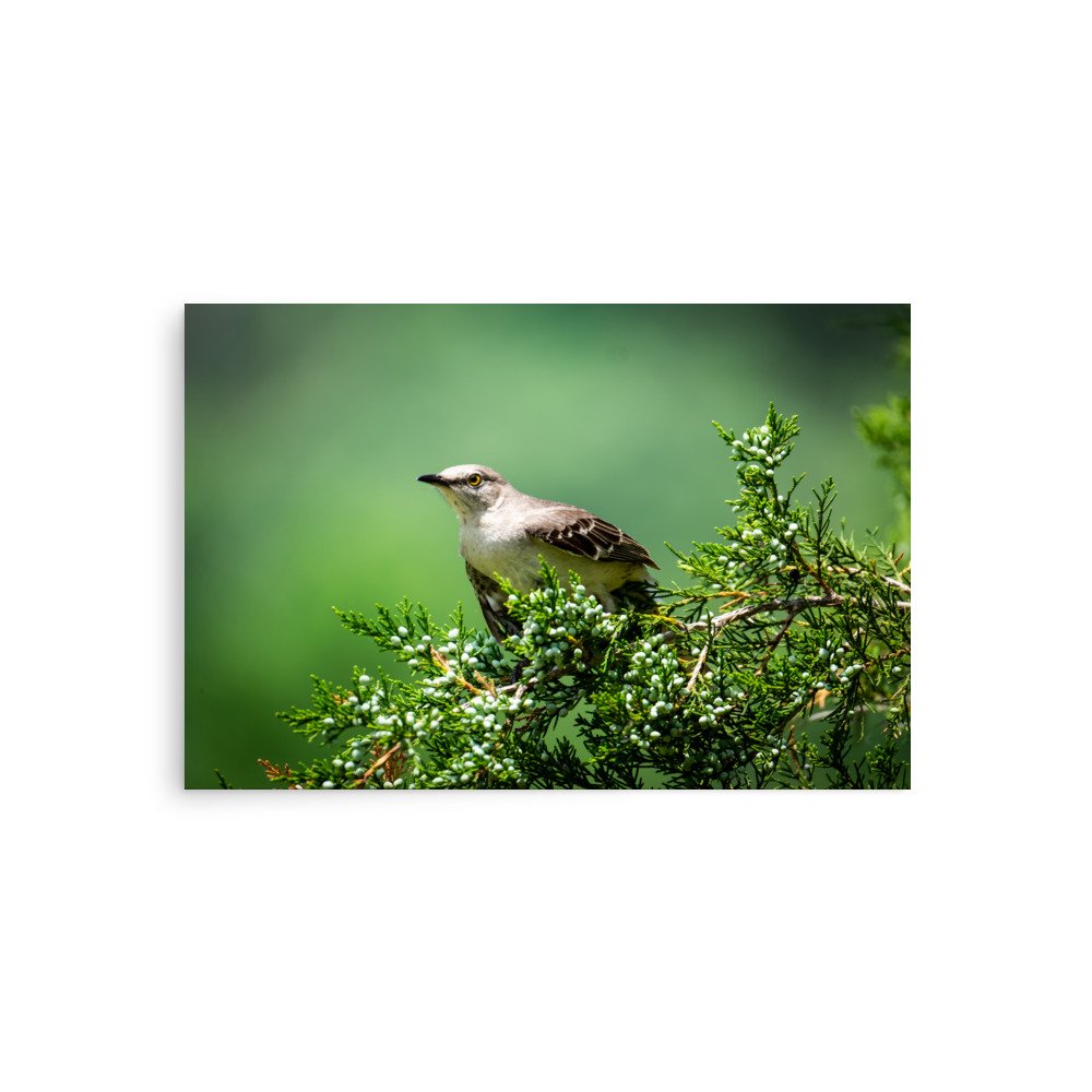 “Mimic in the Cedars” | Northern Mockingbird Fine Art Print