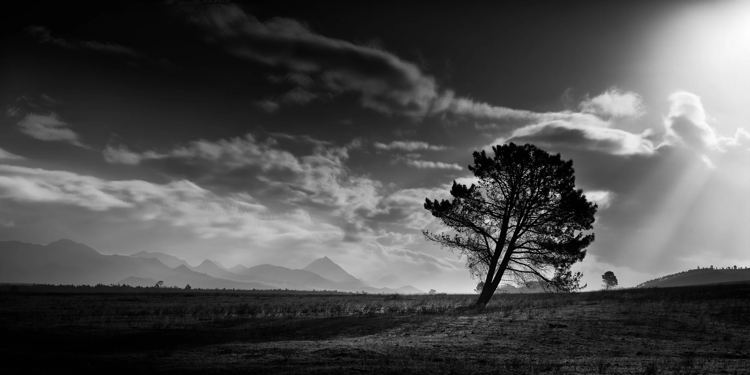 Minimalist black and white landscape with a lone tree and dramatic sky