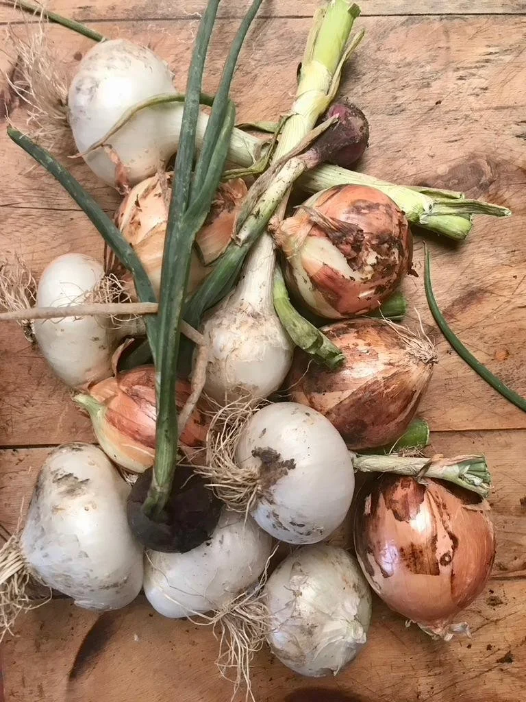 IMAGE 2026-02-02 14:16:49.jpg