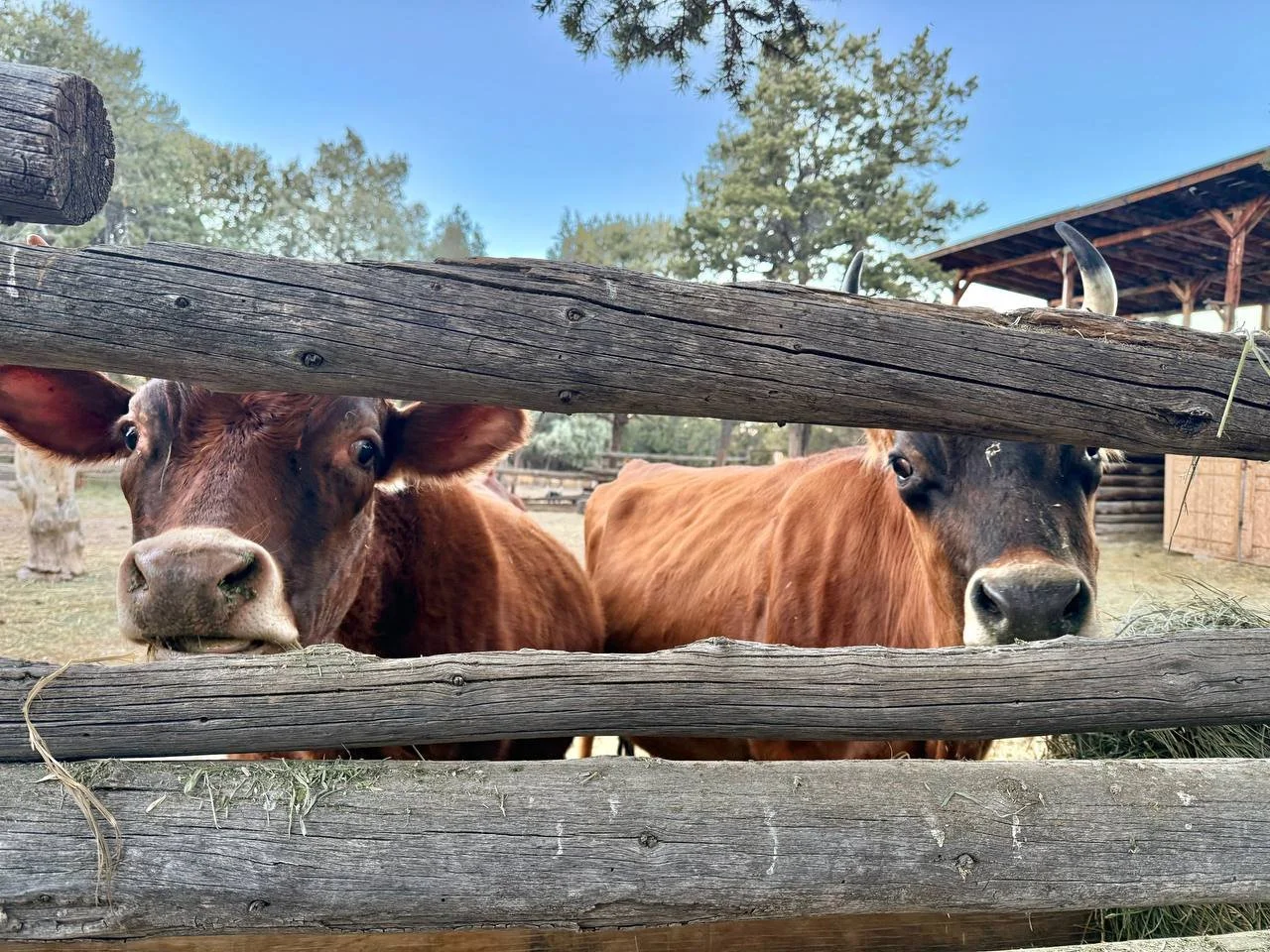 IMAGE 2025-11-08 11:03:09.jpg