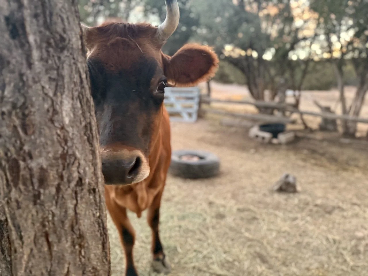 IMAGE 2025-11-08 11:02:56.jpg