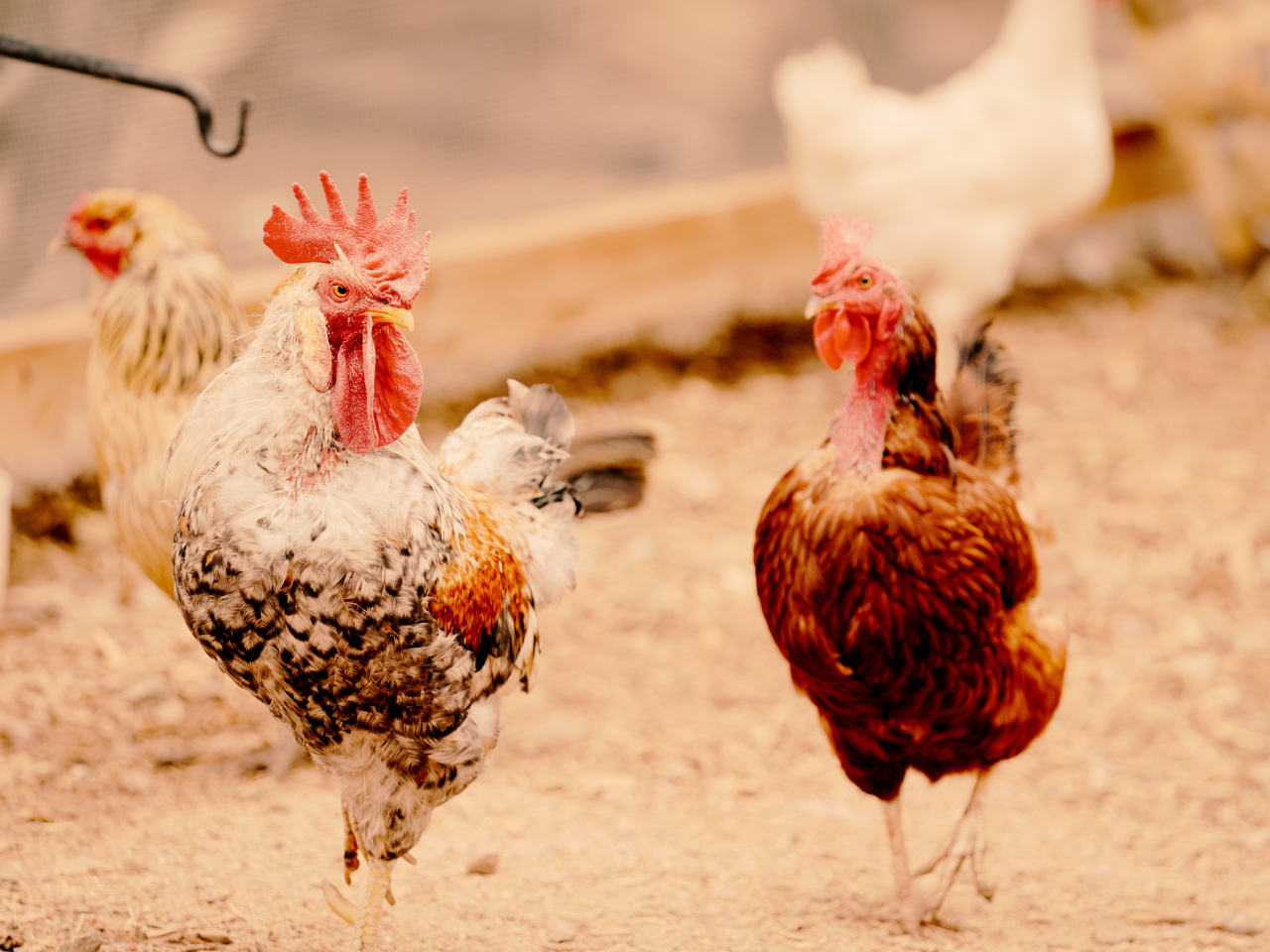 Untitled design-3.png