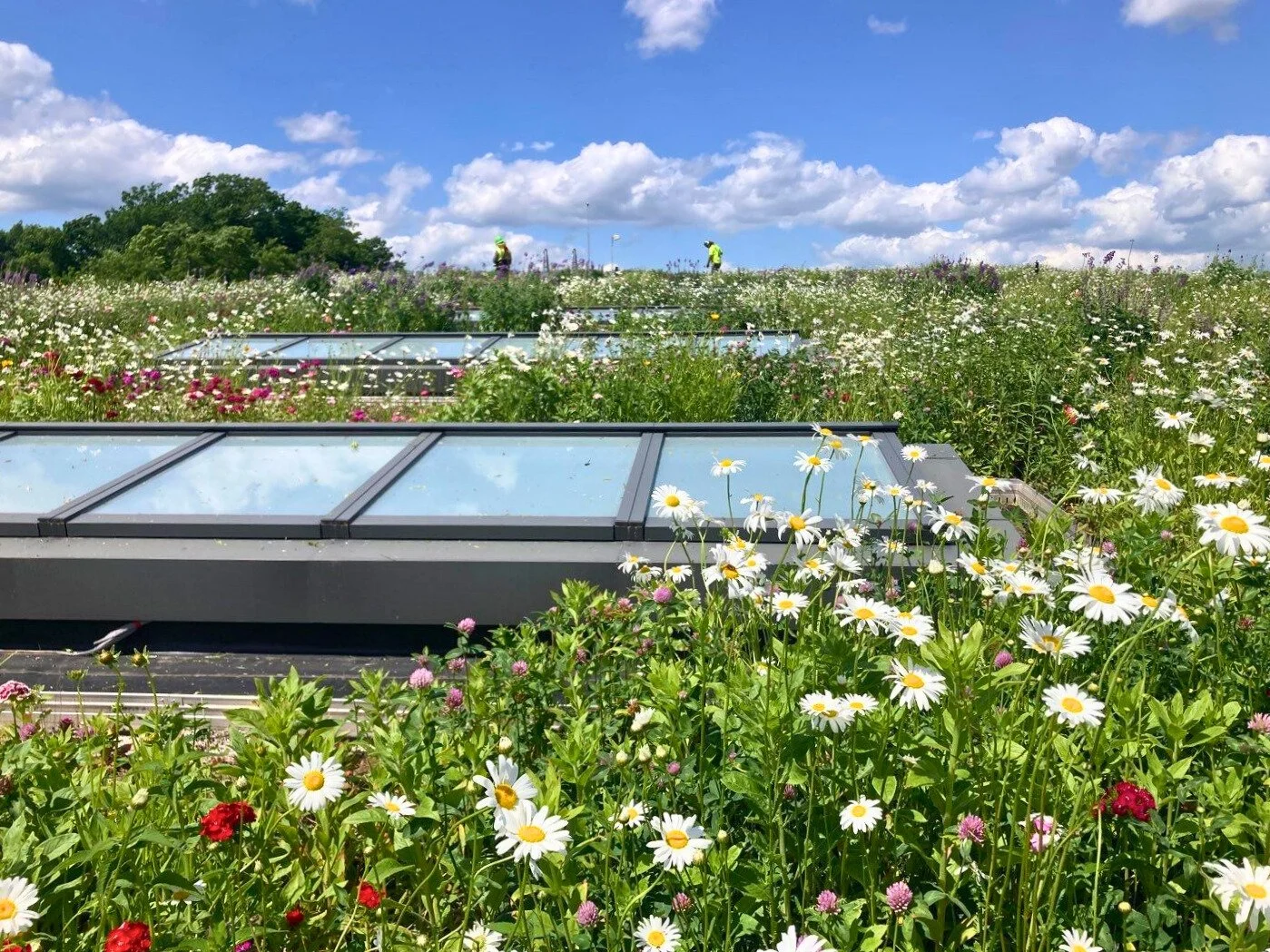 Recover Green Roofs Celebrates 15th Anniversary with Major Princeton University Project