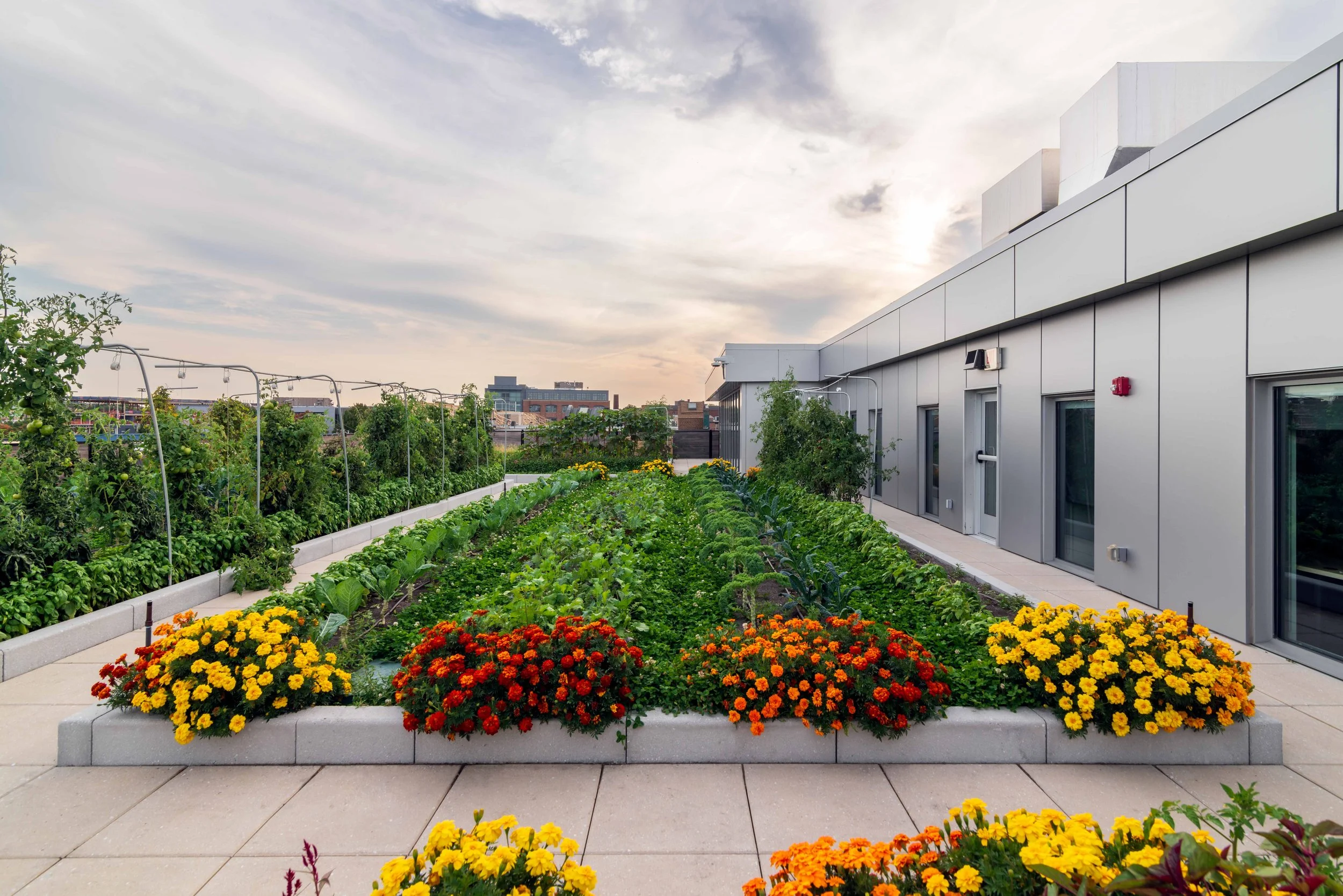 Recover Green Roofs Installs Second Green Roof at Boston Medical Center