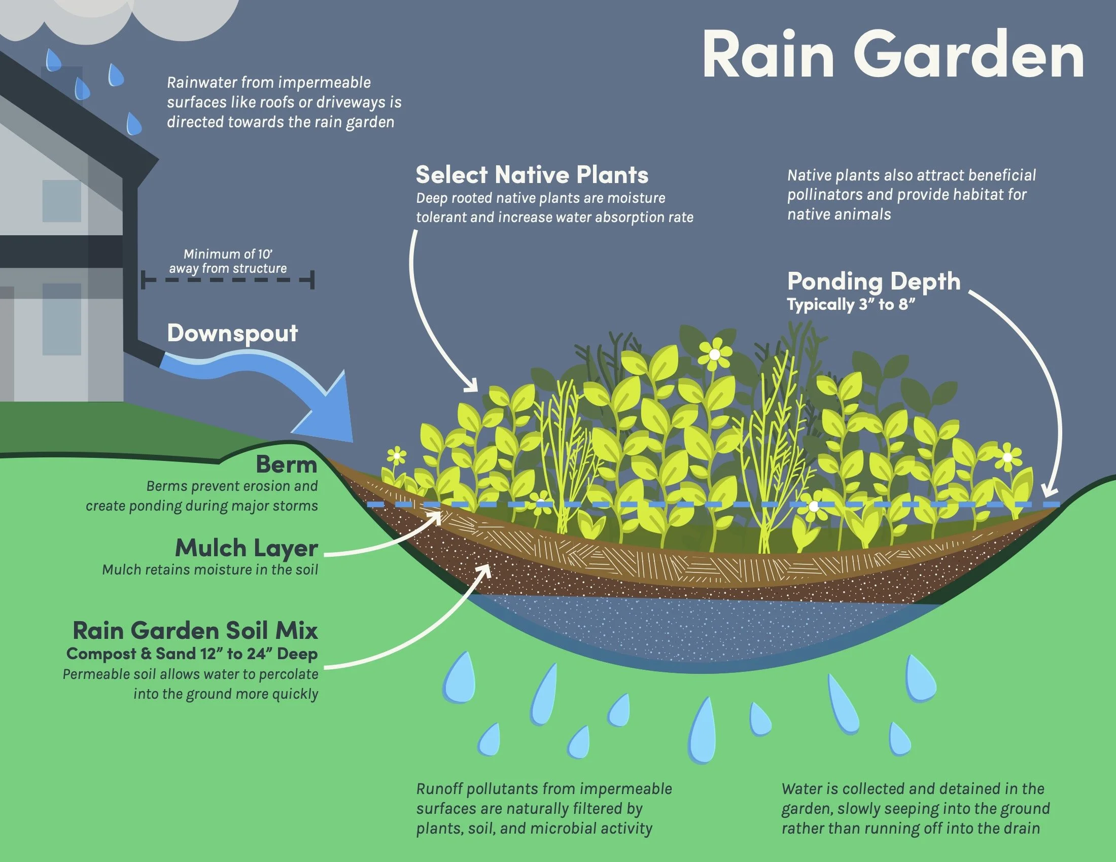 Rain Garden Graphic