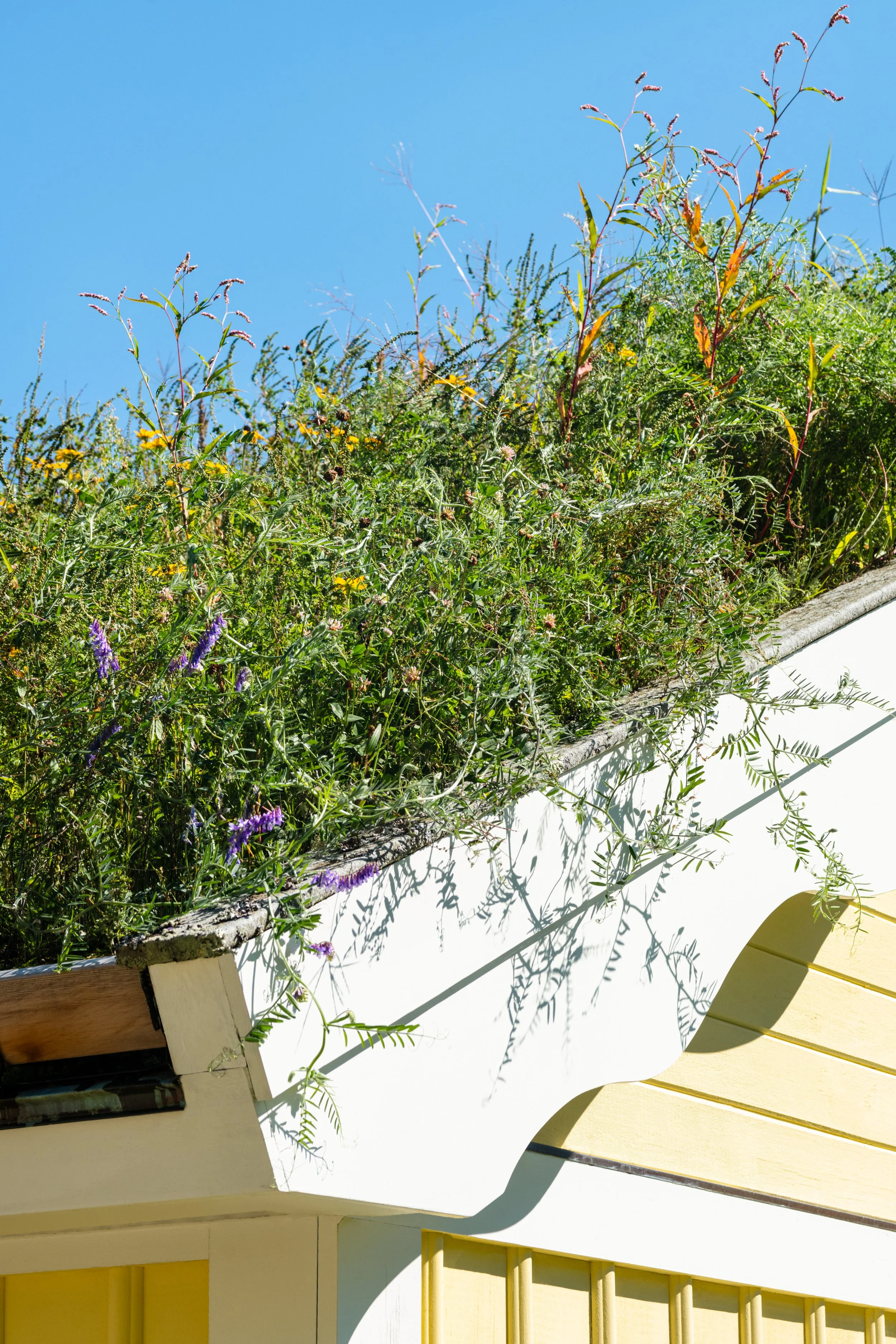 DSP-Turf-Roof-003.jpg