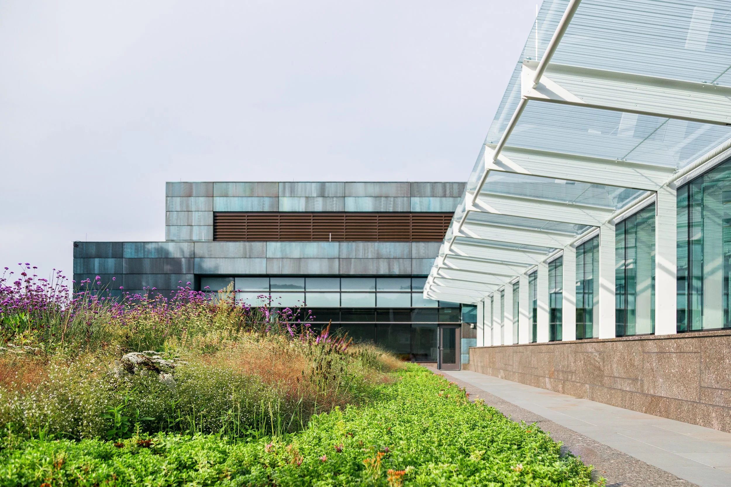 Pollinator meadow adjacent to building