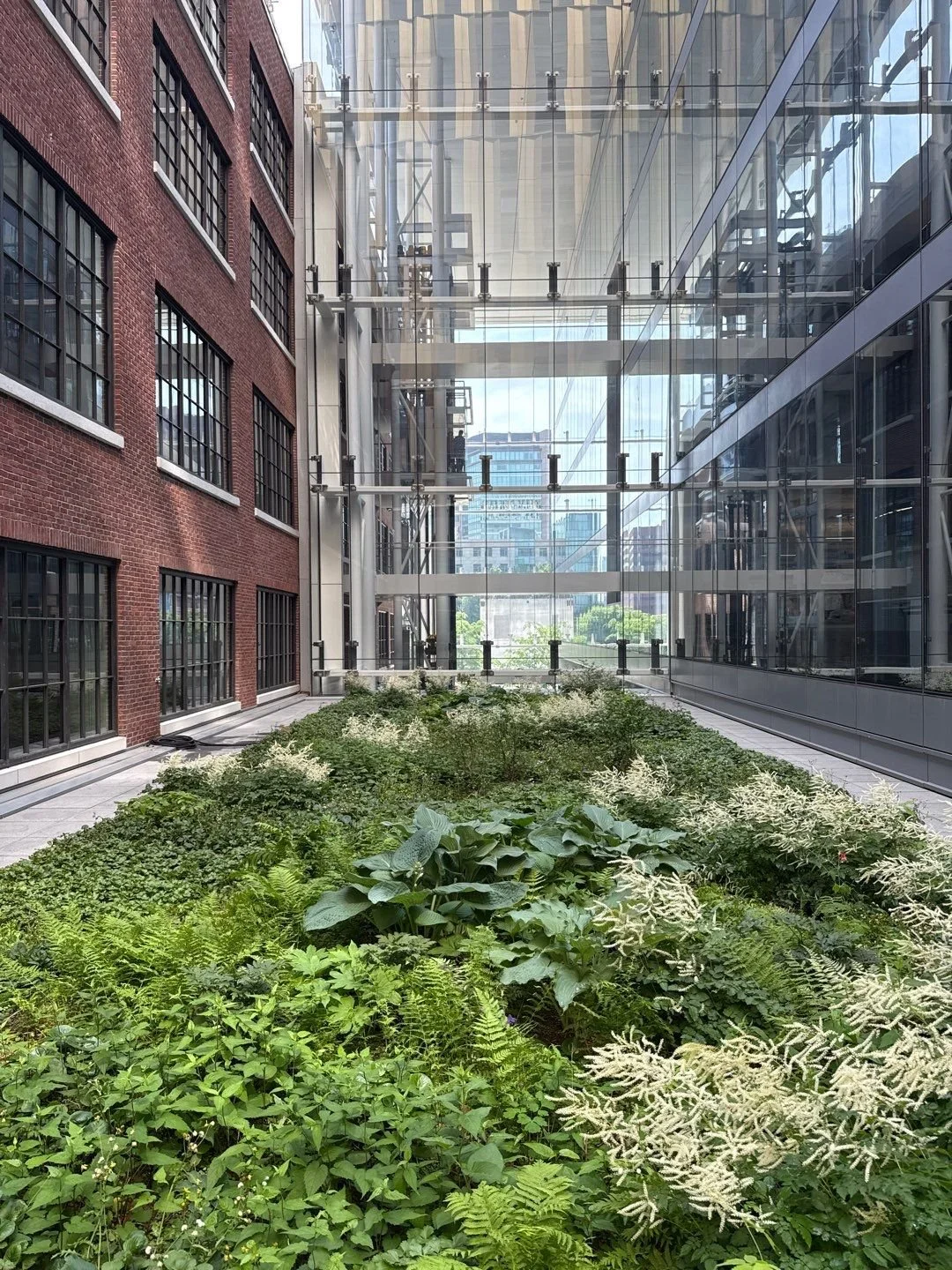 Green roof surrounded by buildings