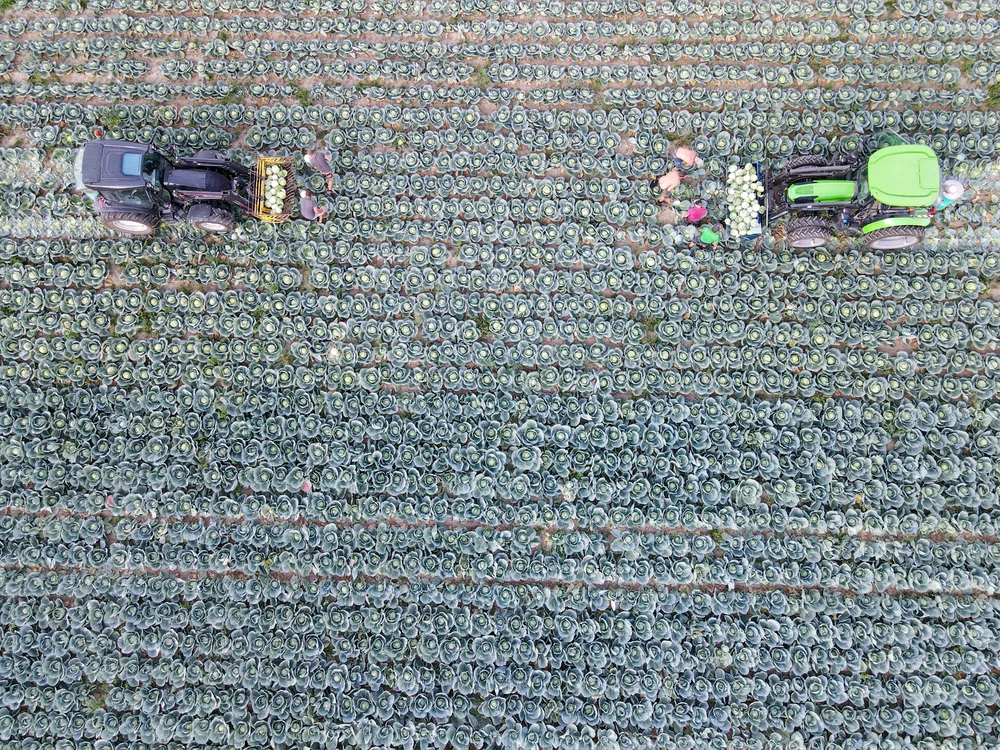 Chabis die grüne02.JPG