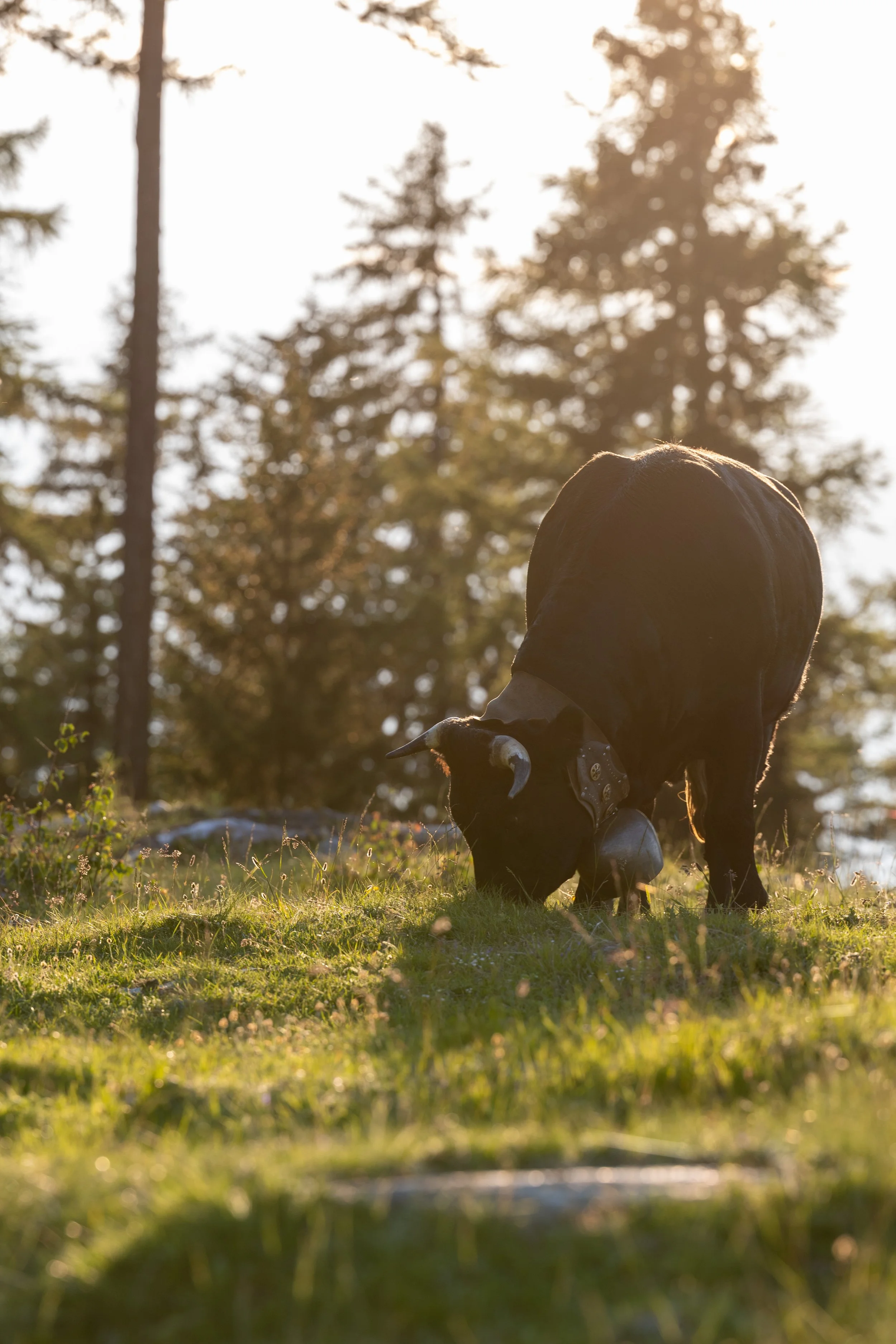 Griebelalp 2023_065.JPG