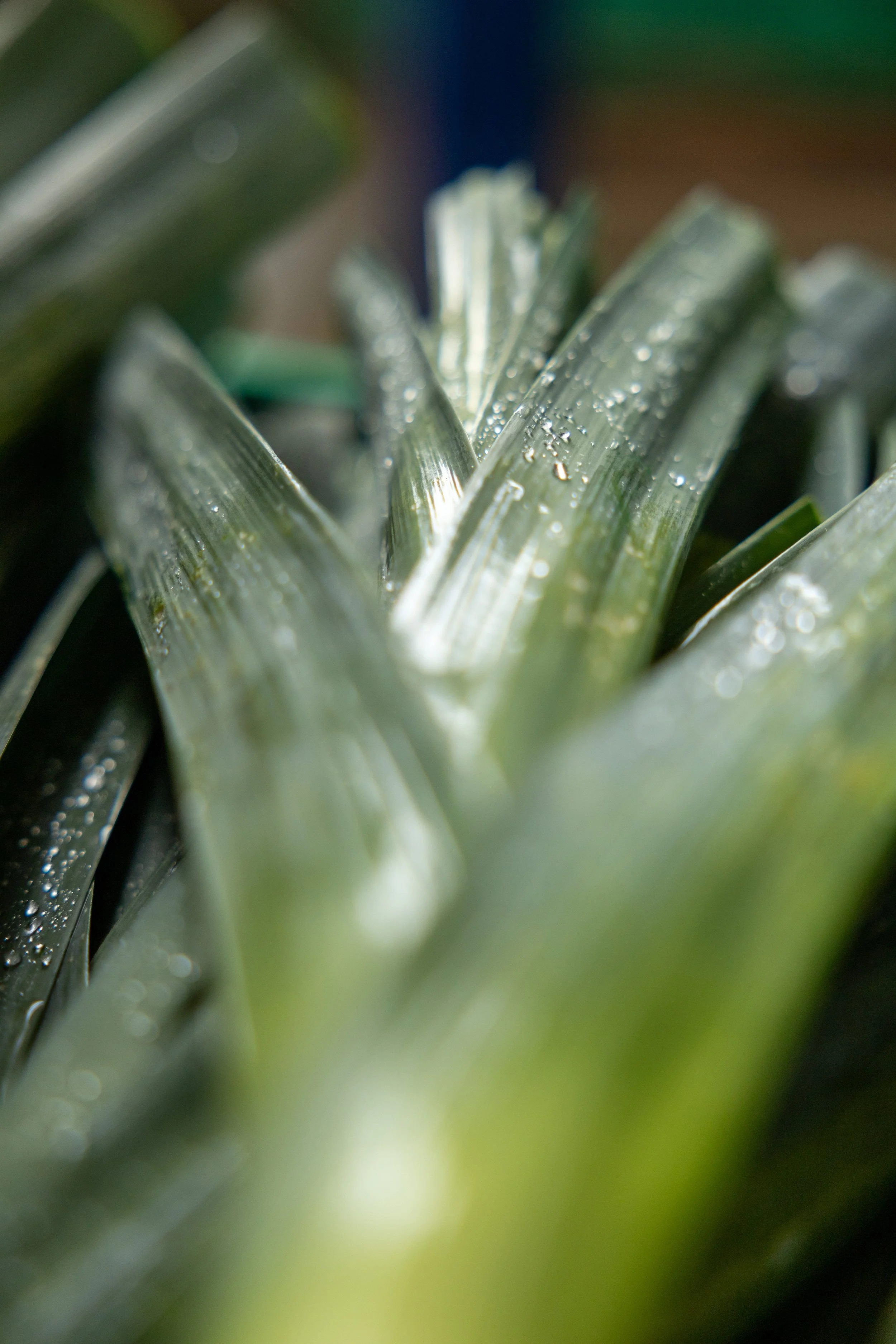 Gmüesfescht 2023_072.JPG