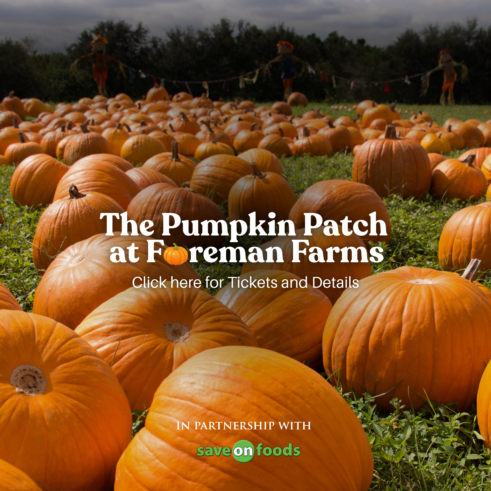 Pumpkin Patch
