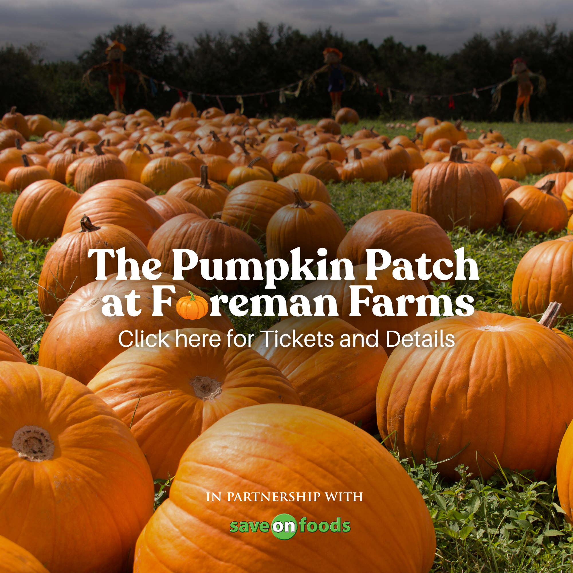 pumpkin patch event.png