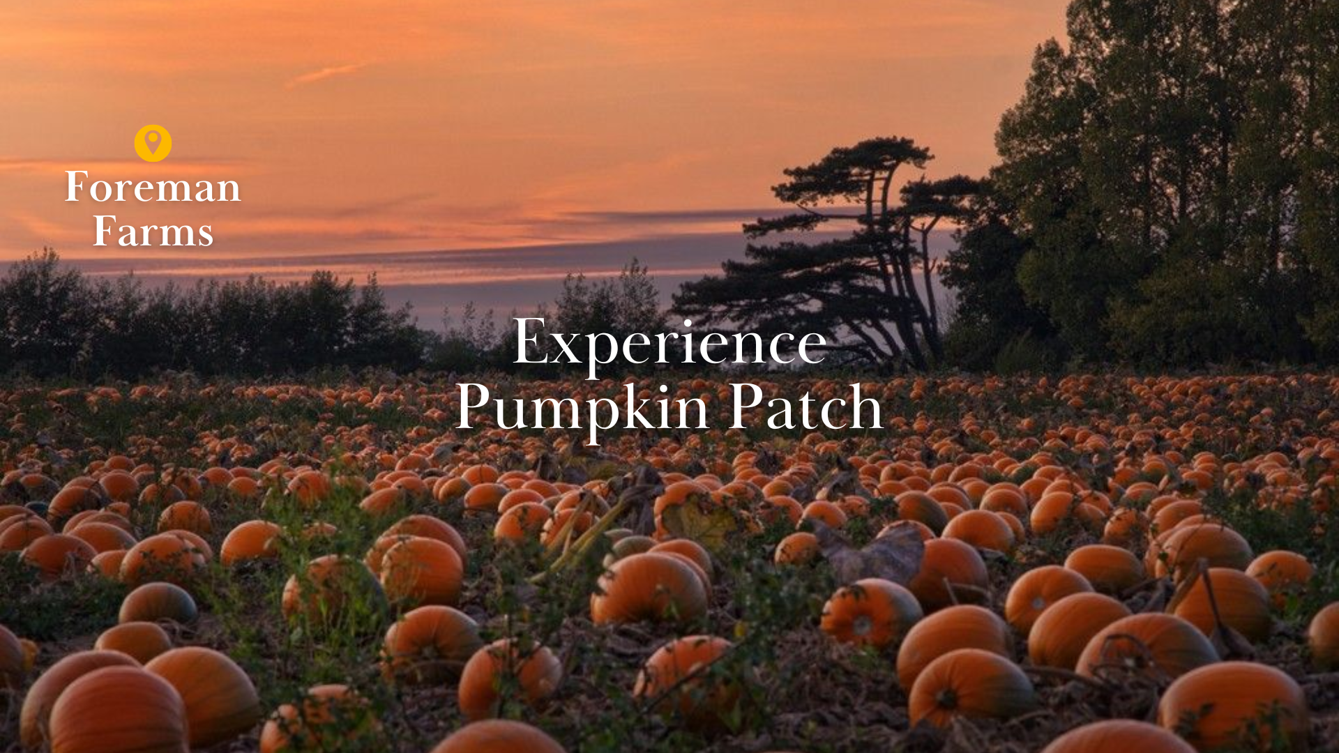 The Pumpkin Patch at Foreman Farms