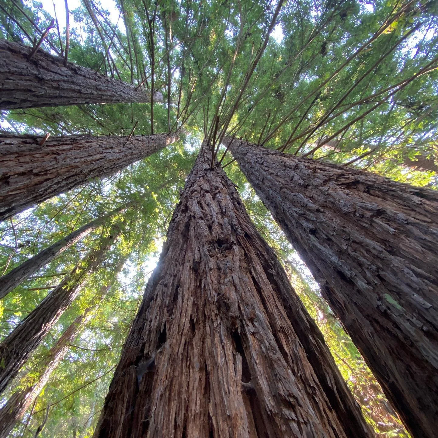 Mushrooms and White Rabbits
