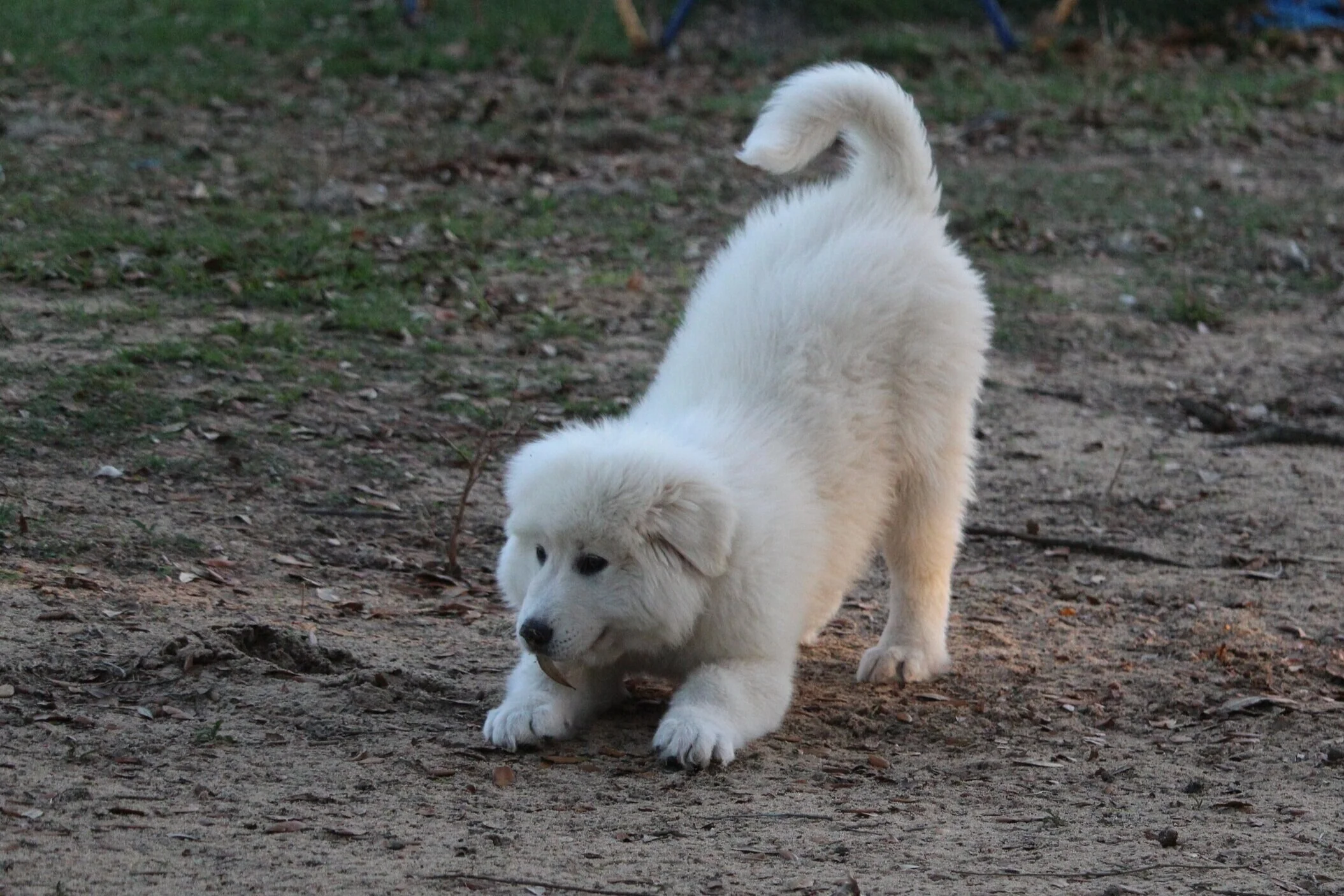 Early Puppy Socialization and Play | Date TBD