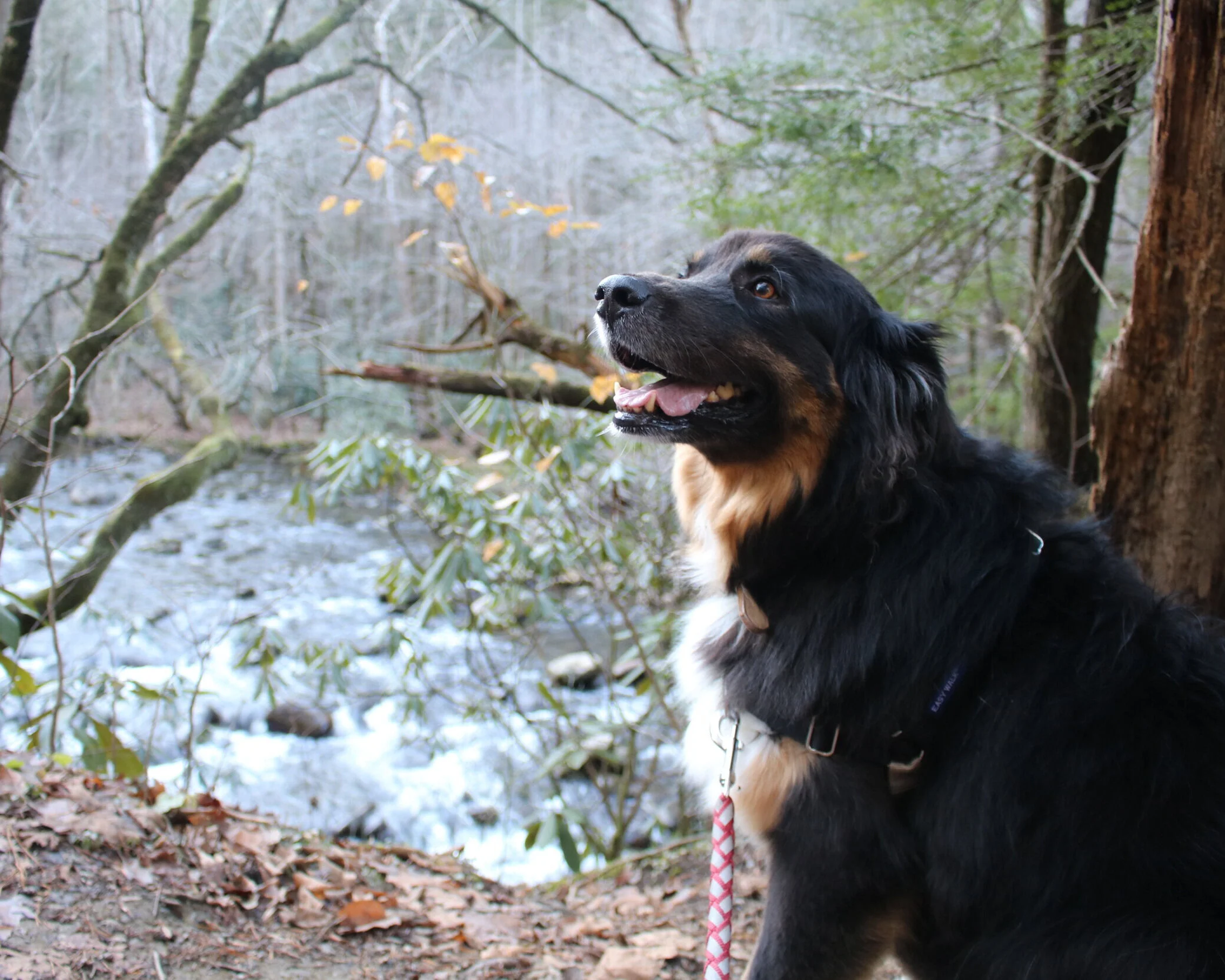 Canine Enrichment | Date TBD