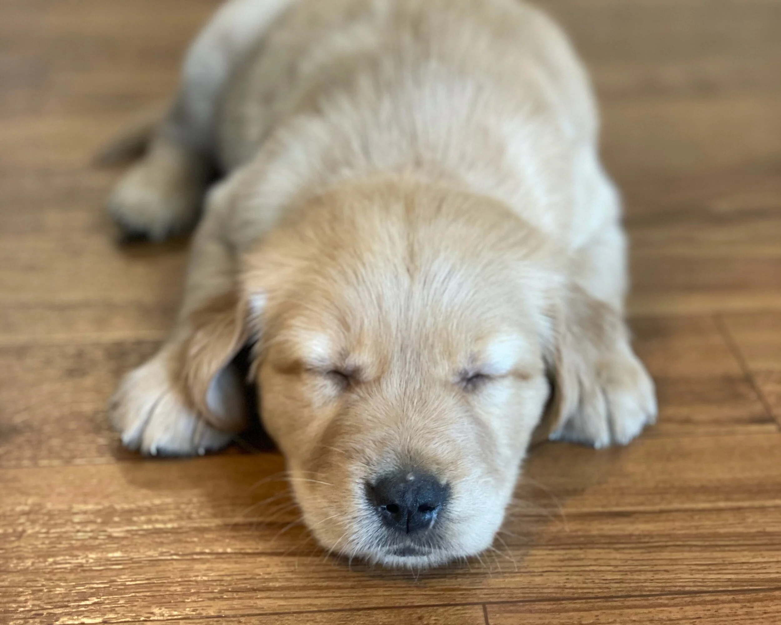 Puppies and Babies | Date TBD