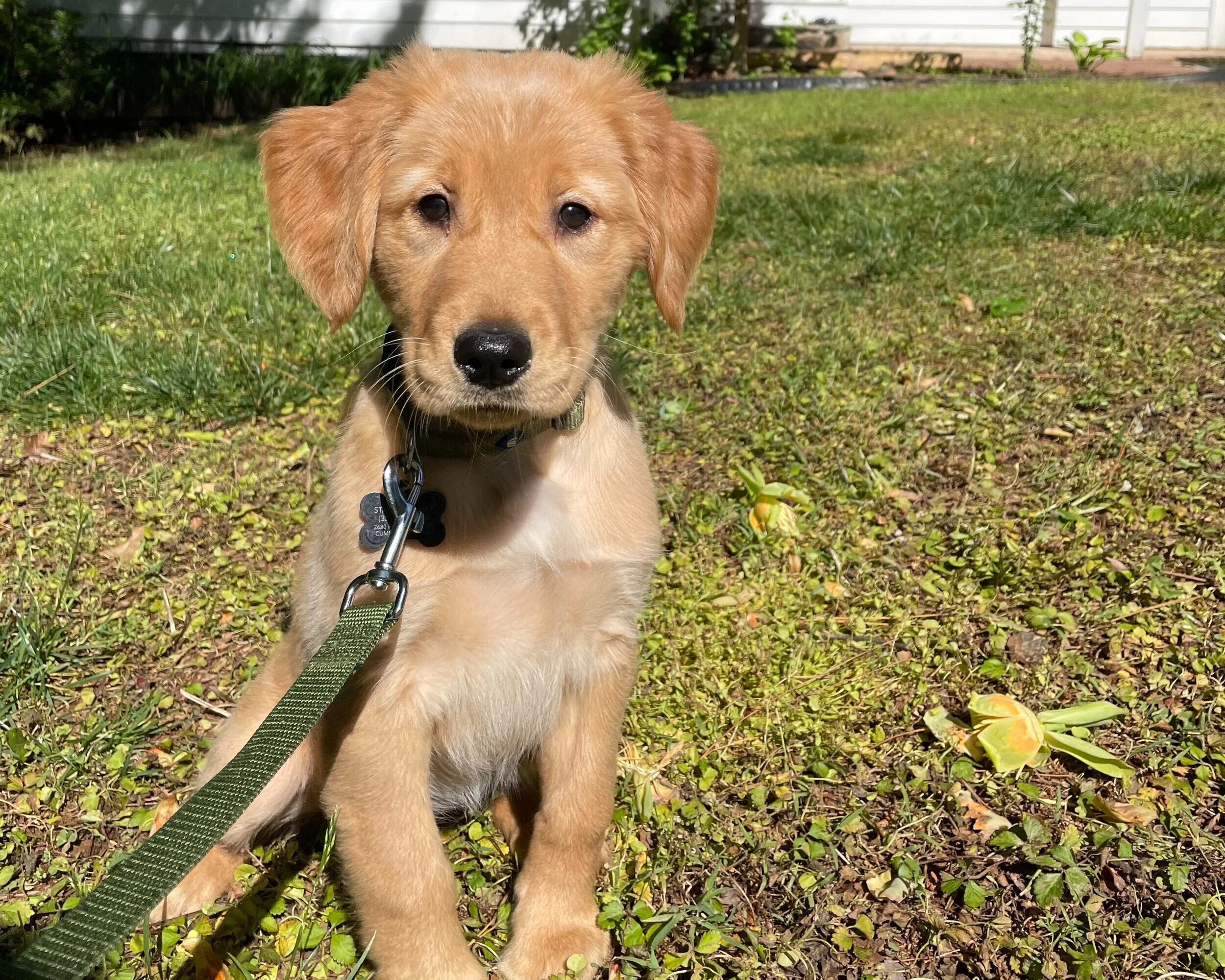 Building a Solid Foundation with your Puppy