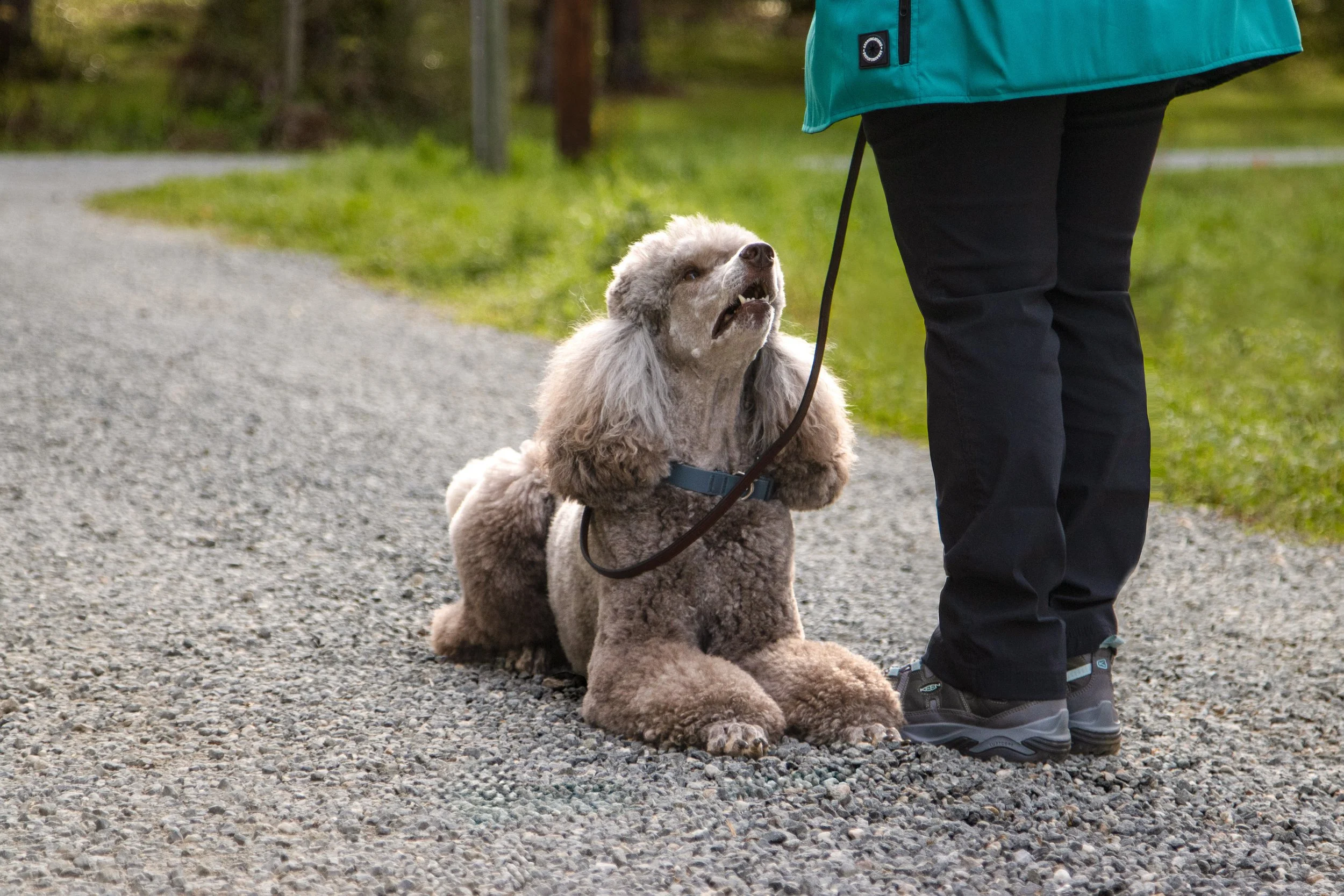 Why We Call My Father-in-Law’s Fancy Steaks “The Poodle Special”