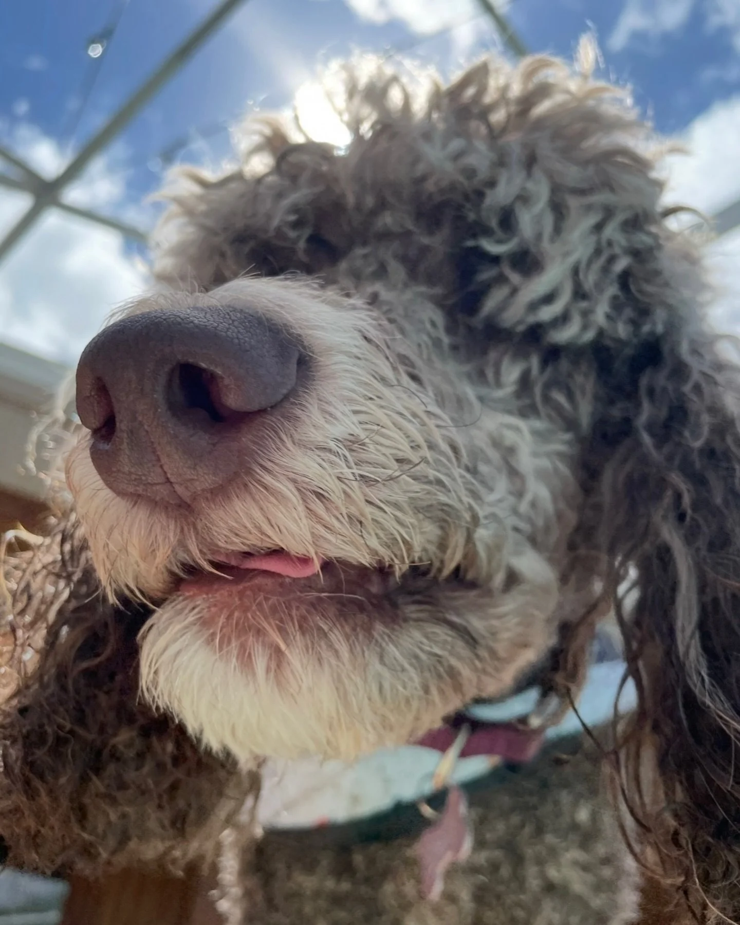 BIG NEWS, Tallahassee 👀🐾

Zephyr&rsquo;s Backyard is BACK!

After a little maternity leave break, Zephyr&rsquo;s Backyard is officially reopening! 

Be on the lookout for: 
✨ Puppy Preschool Enrollment
✨ Socialization and Training Workshops
✨ Coope