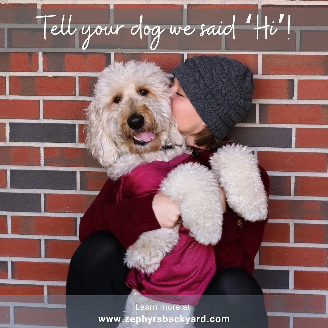 Welcome to Zephyr&rsquo;s Backyard! We offer private one on one training sessions, group training and more! Follow for training tips and tricks for your perfect pooch! Check out the link in the description to our brand new website so we can say hi to