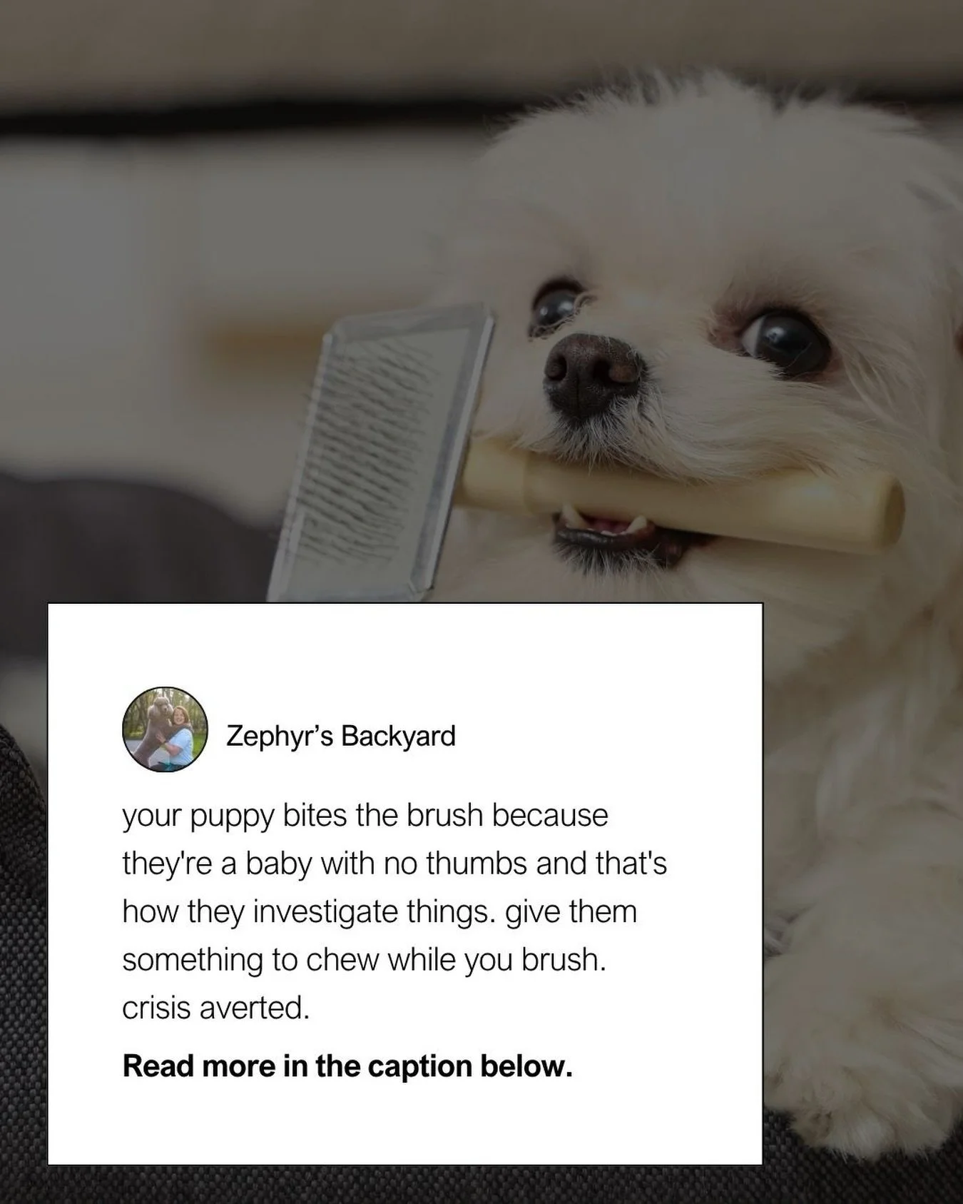 This week in Puppy Preschool, we&rsquo;re working through grooming, handling, and cooperative care. The whole goal is to teach your puppy to opt in for care so future nail trims, vet visits, and grooming appointments feel completely normal instead of