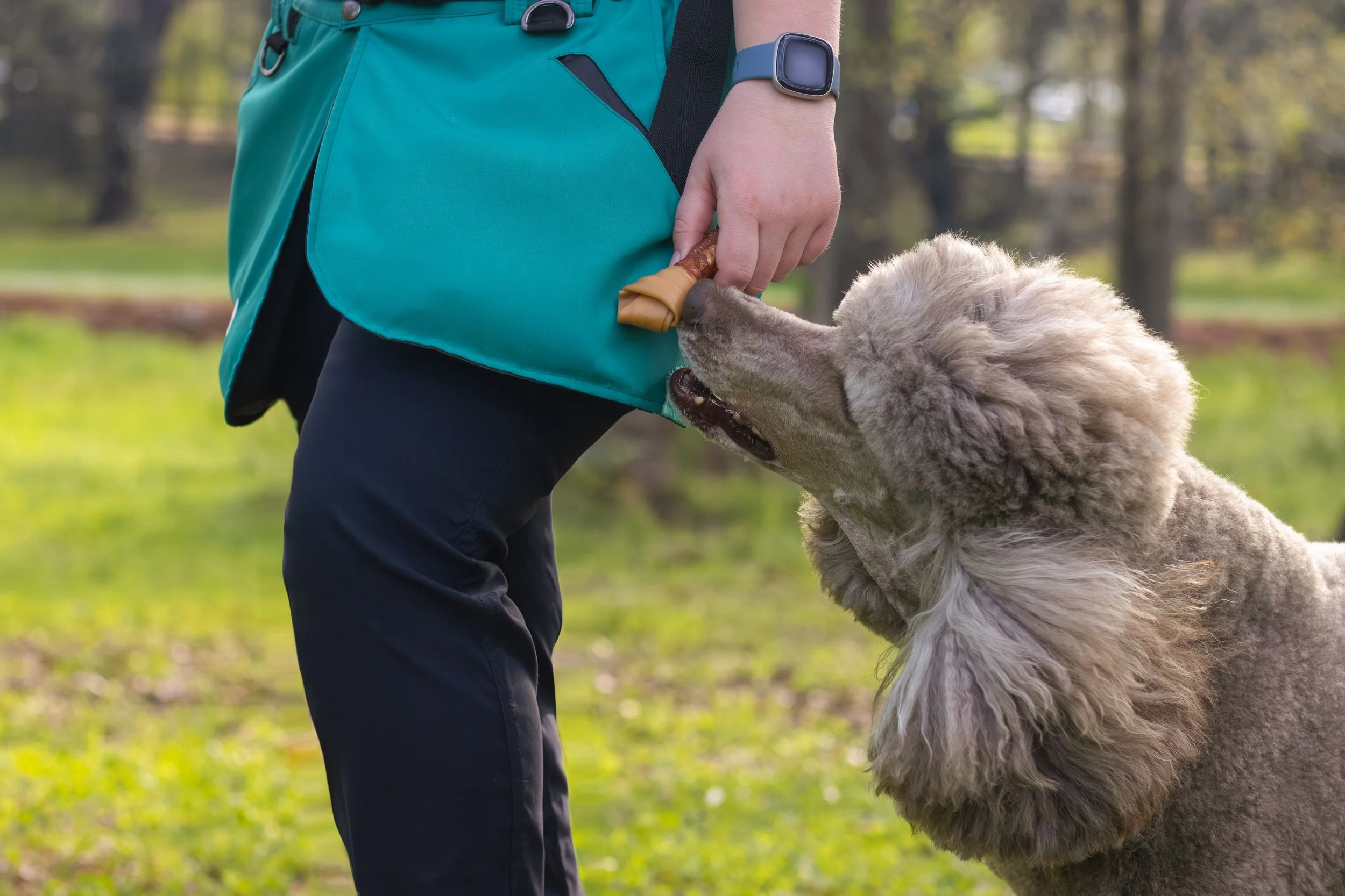 Positive Reinforcement Is More Than Becoming a Human Treat Dispenser