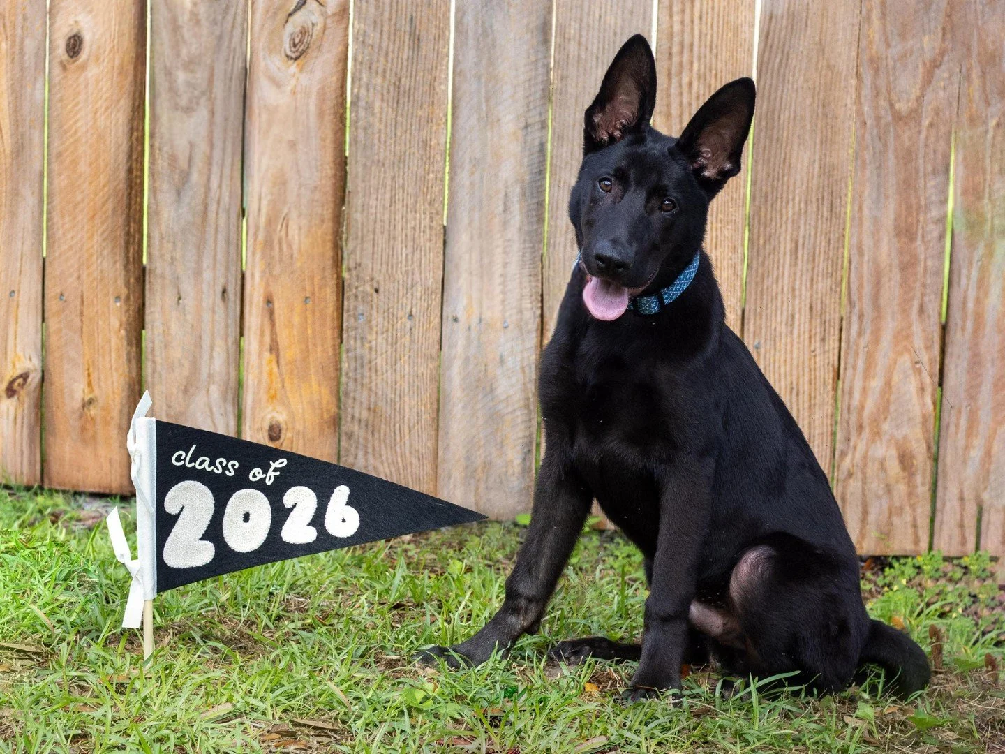 Please give it up for our puppy graduates! 🎓🐾

Mollie, Bear, and Coco officially completed puppy class.These three started out as wiggly, unsure little puppies and have grown into confident pups who can sit, settle, and check in with their people e