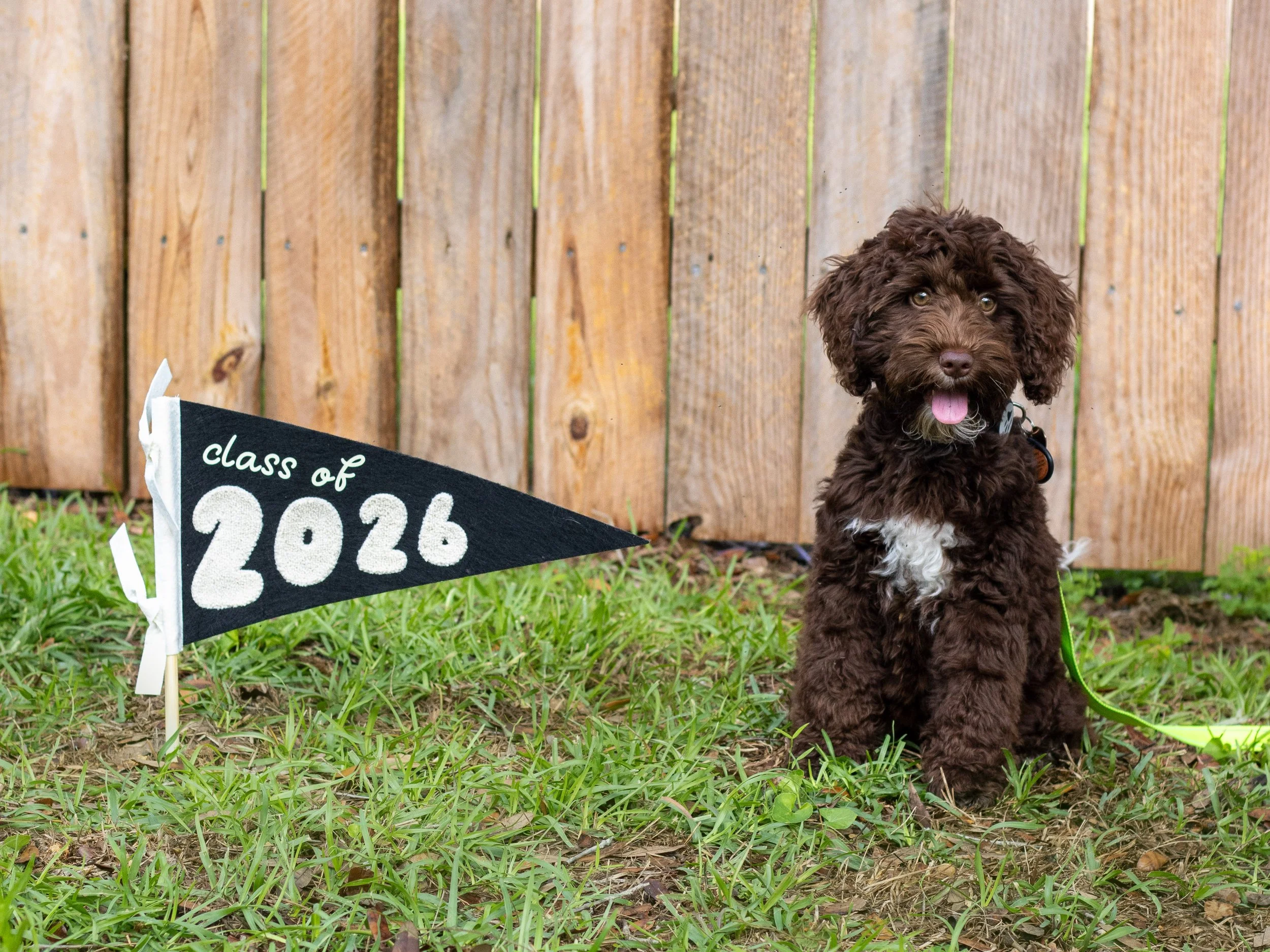 Puppy Training Classes in Tallahassee: What to Expect and When to Start