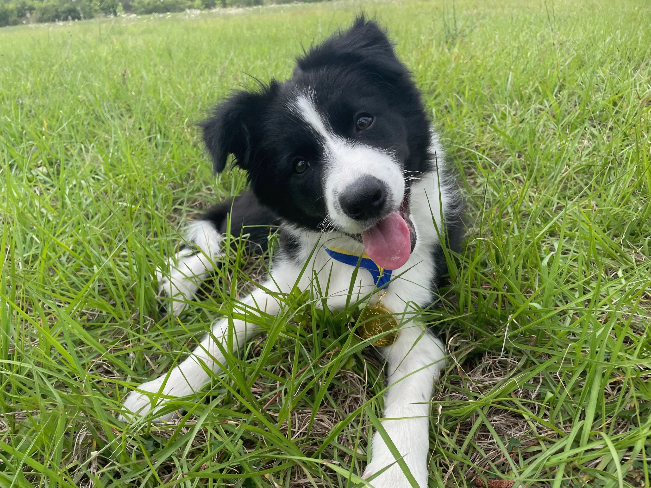 Your Puppy Isn't Trying to Be the Alpha (I Promise)