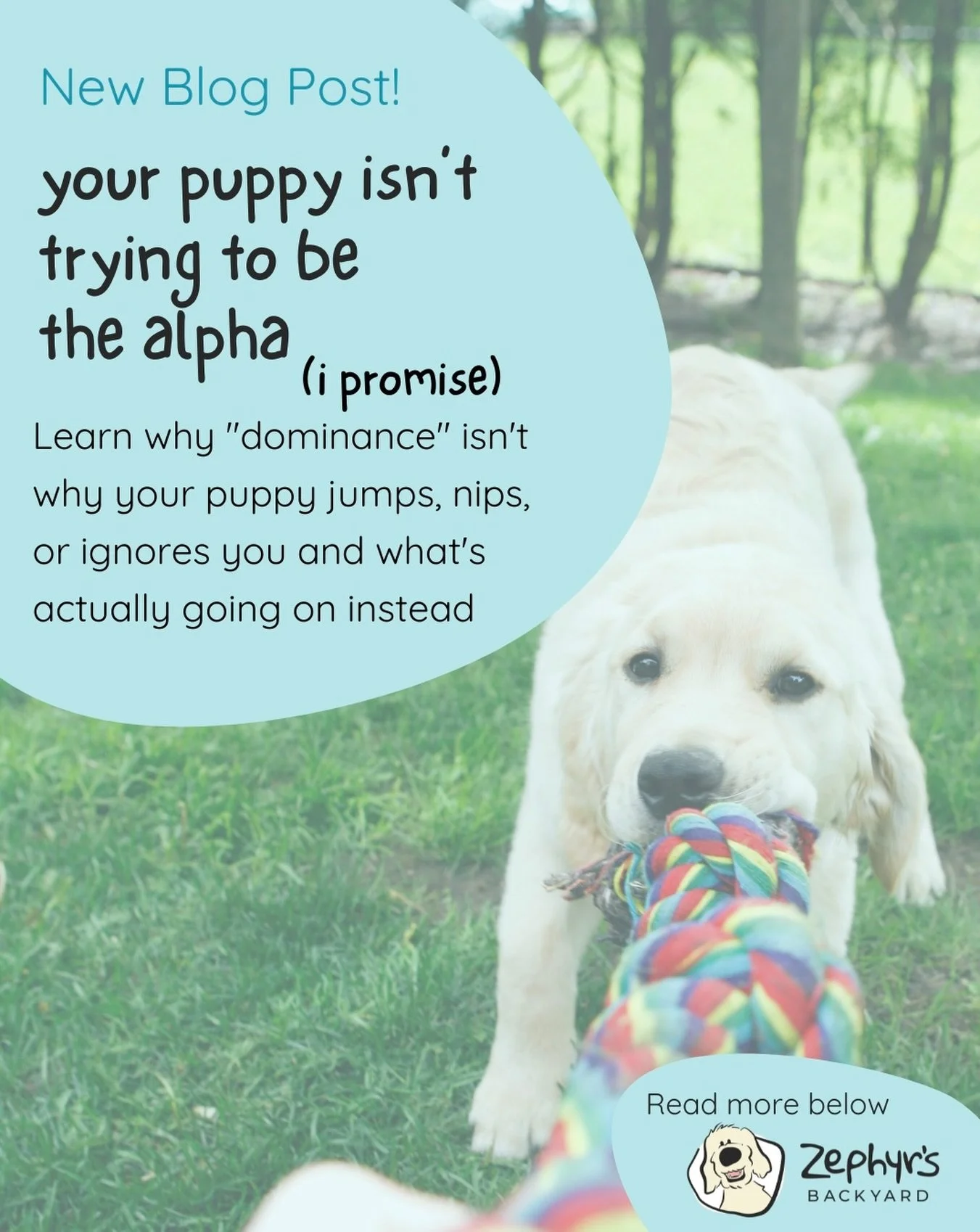 Here&rsquo;s the scoop: modern behavioral science has pretty firmly closed the book on the &ldquo;alpha dog&rdquo; thing. And once you see what&rsquo;s actually going on, training your puppy gets a whole lot easier. Check out our newest blog. Link in