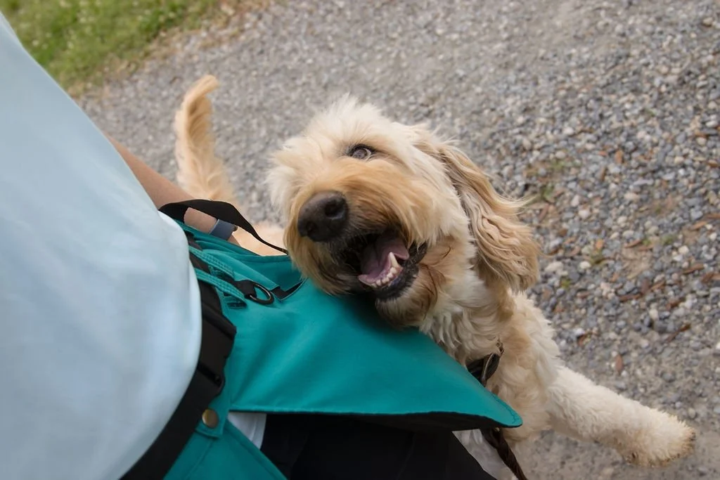 🐾 Now Enrolling: Basic Manners Class! 🐾
The next step after puppy class is here! Our 6-week Basic Manners class is officially open for sign-ups.

📅 Starts Saturday, July 11
🕗 8:00 AM (early to beat the heat and the bugs!)
💵 $250 for all 6 weeks
