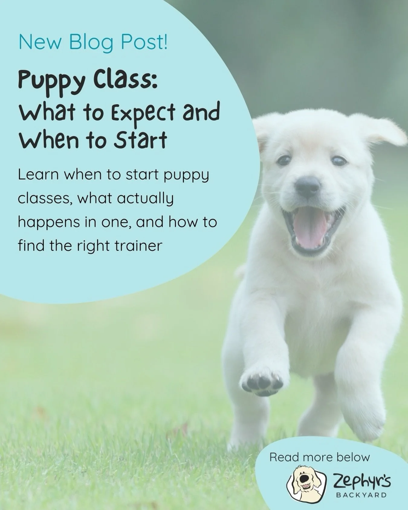 Puppy socialization is time sensitive!
Puppies move through a critical socialization window that closes around 14 to 16 weeks of age. During this window, their brains are wired to soak up new experiences and they file these experiences under &ldquo;n