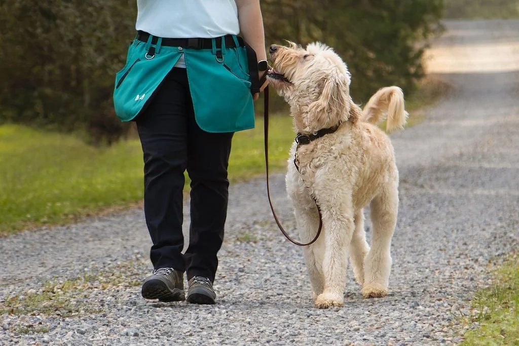 You might have noticed a lot of puppy content around here and so I get this question a lot!
 Do I only train puppies?
Short answer: absolutely not! 🐾

Puppy classes run year round, which is why you see them most. But I also work with dogs of all age