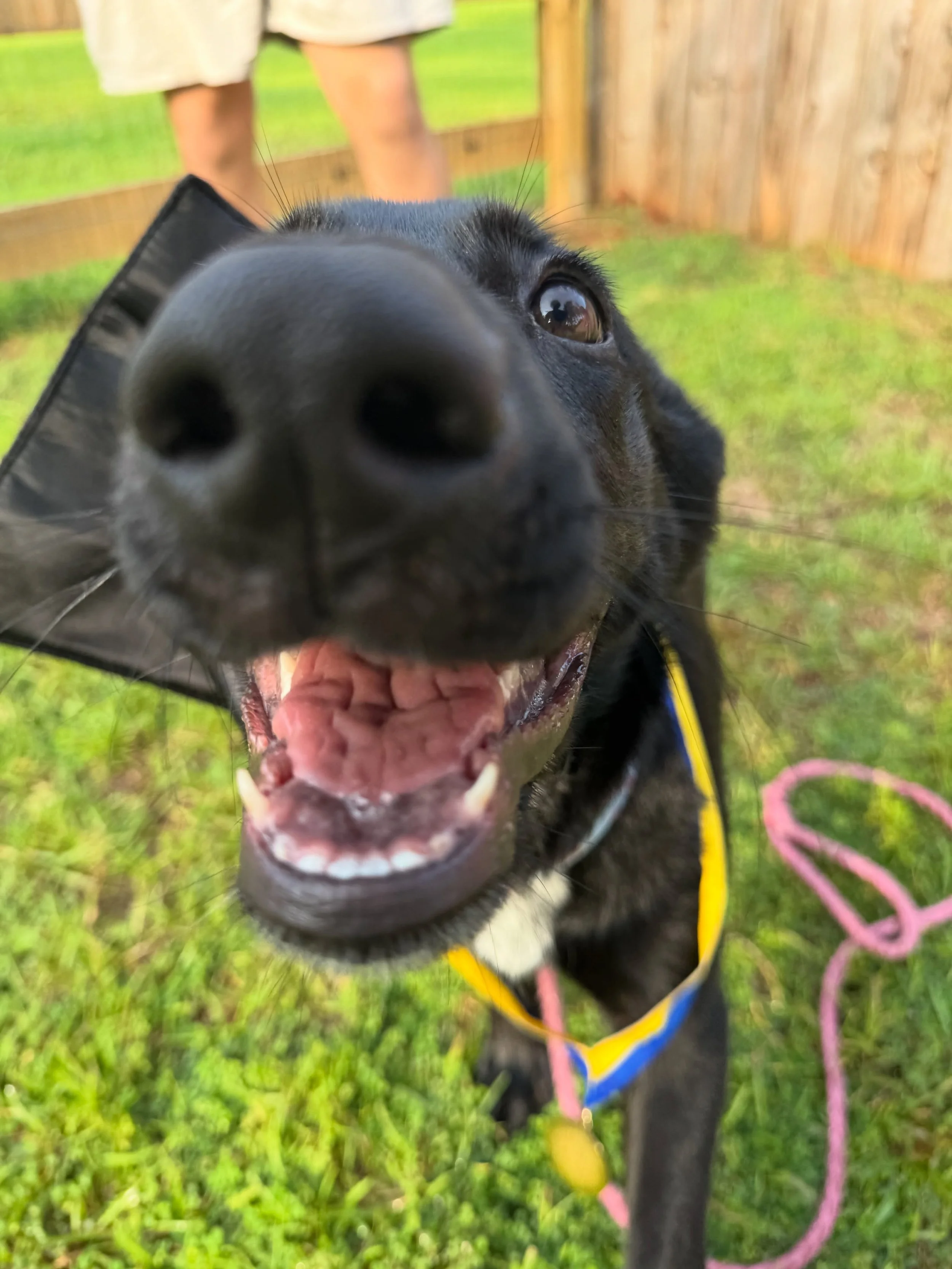 Aww, look at her cute face! Zola just graduated puppy class this week. She and her family are so awesome. We love seeing people committed to setting their puppy up for success. 🐾
Our puppy classes include structured playtime and socialization, learn