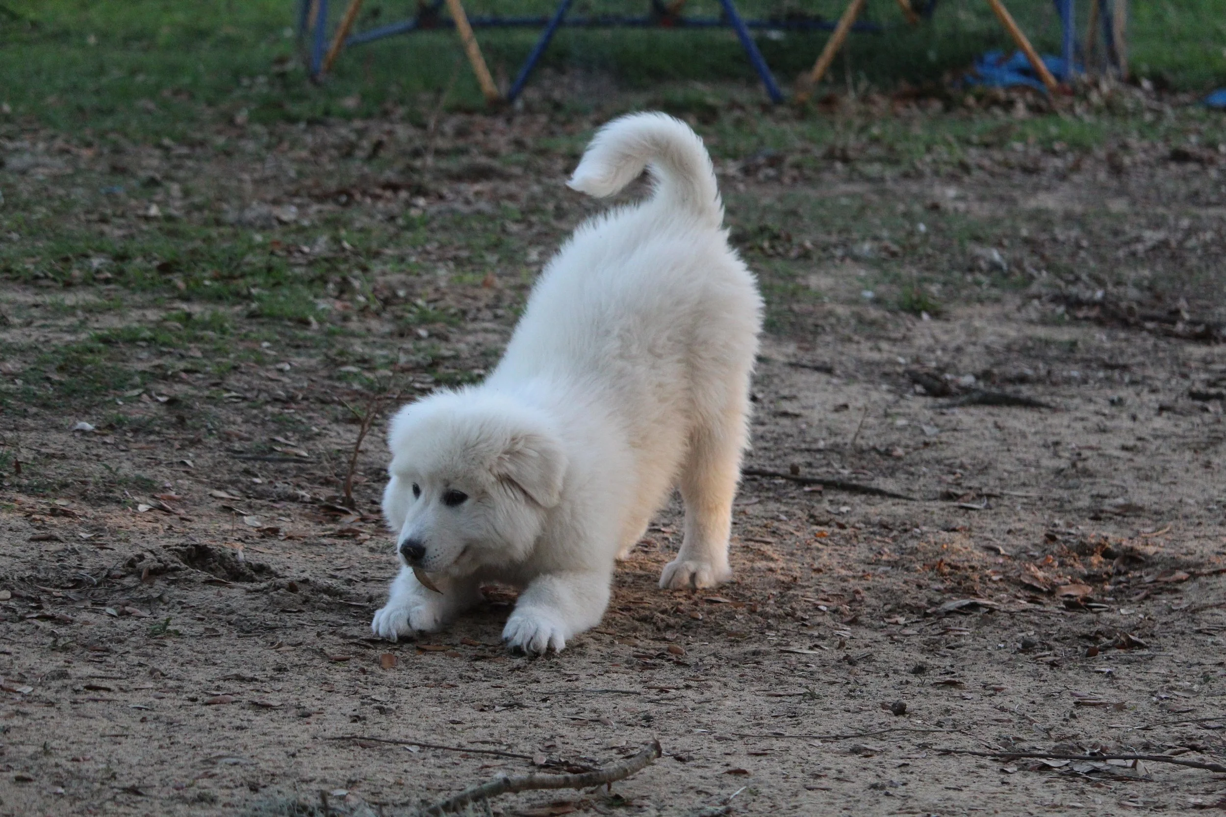 How to Socialize Your Puppy in Tallahassee (Safely, and at the Right Time)