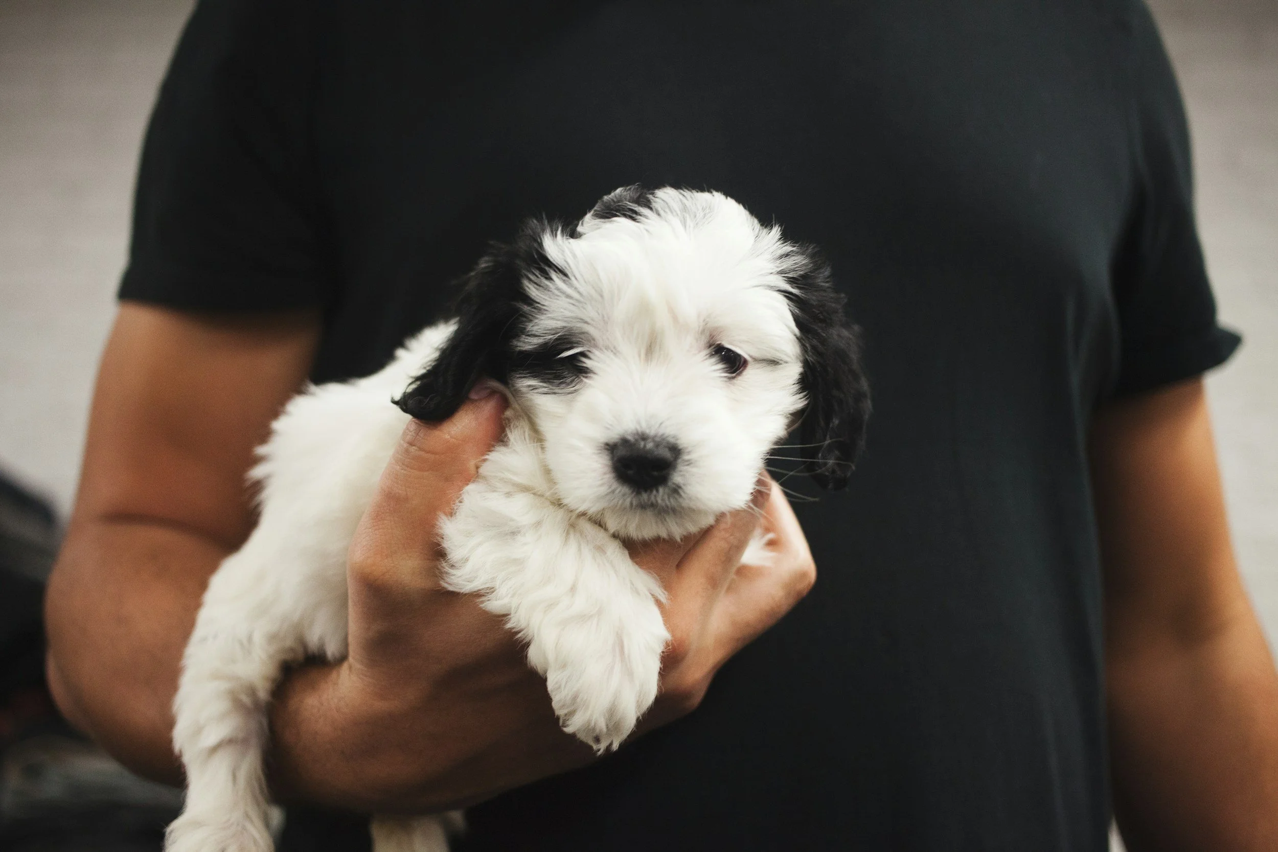 New Puppy in Tallahassee? Your First 30 Days Checklist