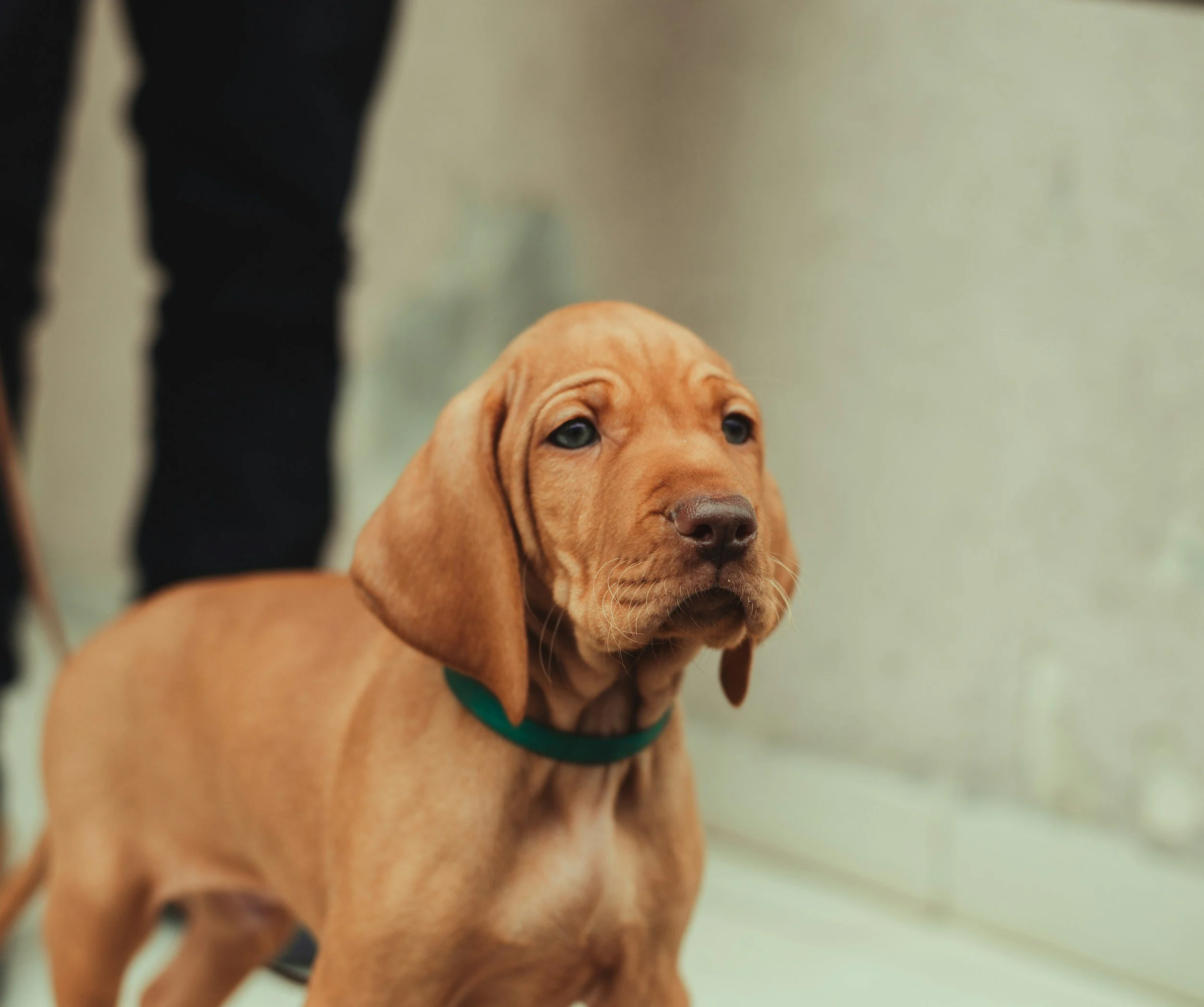 What to Know Before Getting a Puppy in Tallahassee