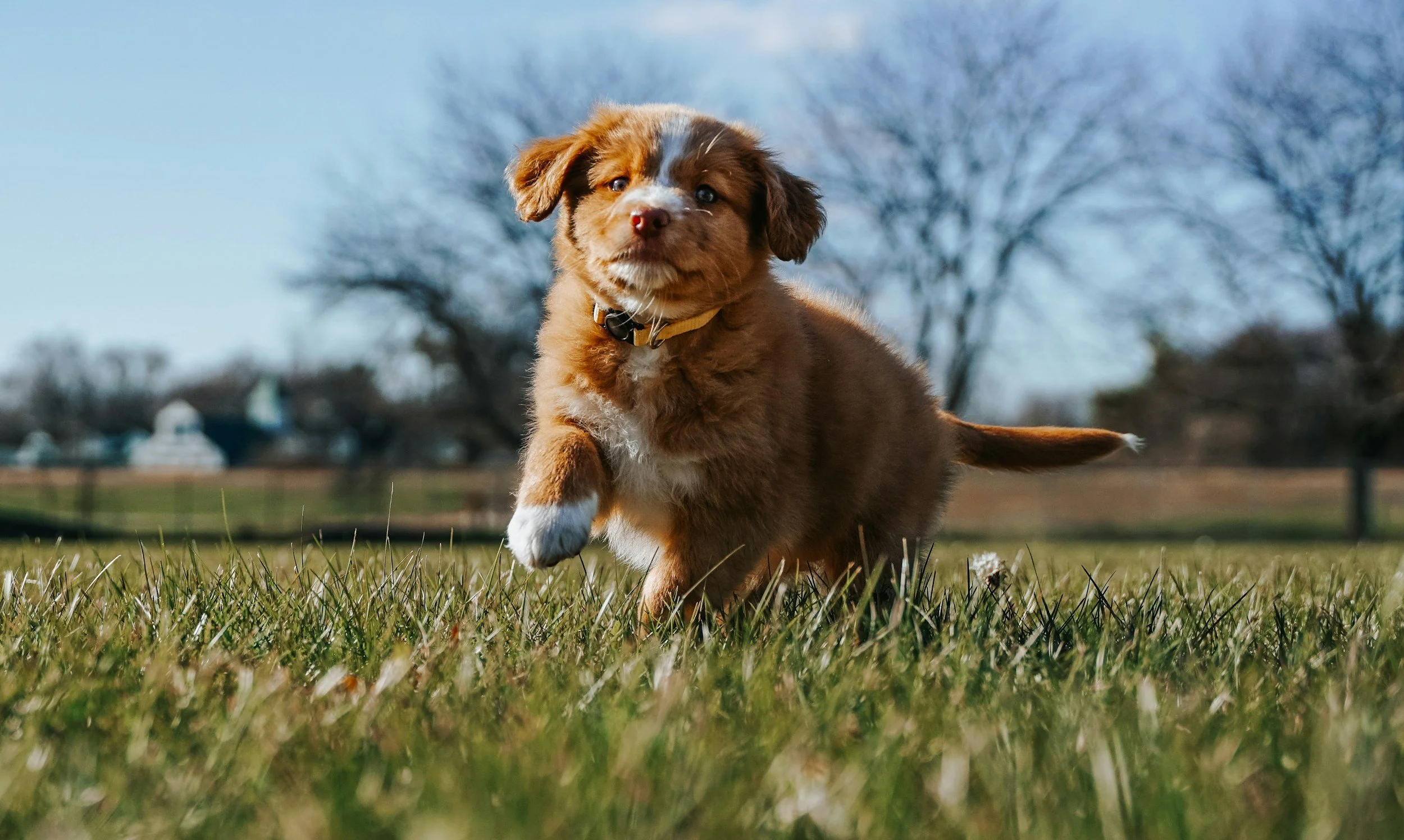 The Critical Window for Puppy Socialization (It’s Earlier Than Most People Think)