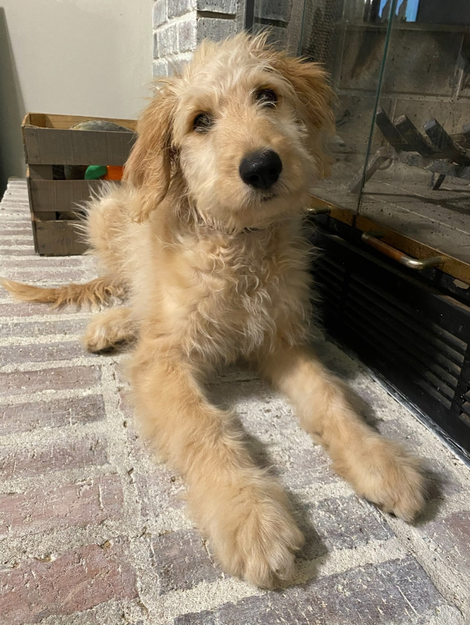 The American Veterinary Society of Animal Behavior strongly supports early, appropriate socialization during the puppy&rsquo;s critical developmental period, including BEFORE the full vaccination series is complete, when appropriate precautions are t