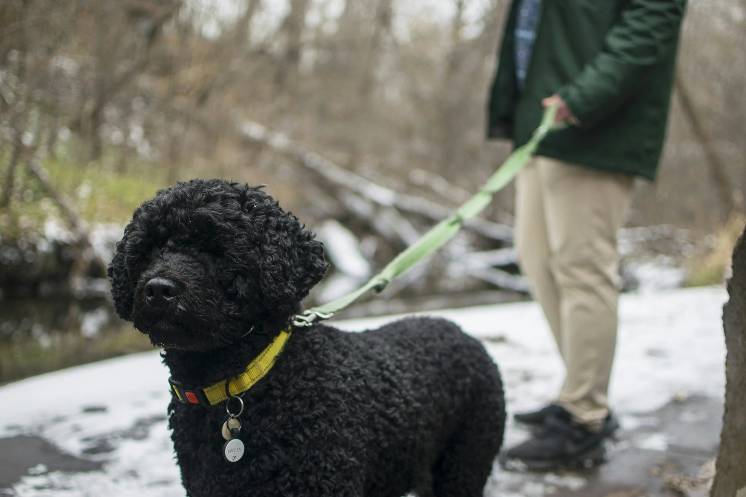 Why We Don’t Have Dogs Meet on Leash