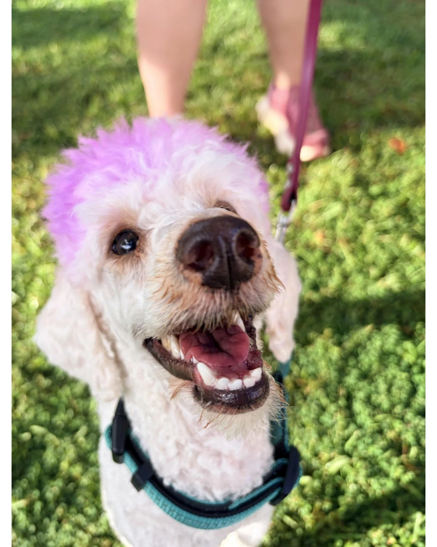 This incredible, spunky poodle is officially a graduate! Astra is such a bright, enthusiastic girl who absolutely loves to learn, and she brings so much personality and fun to every class! Way to go Astra!