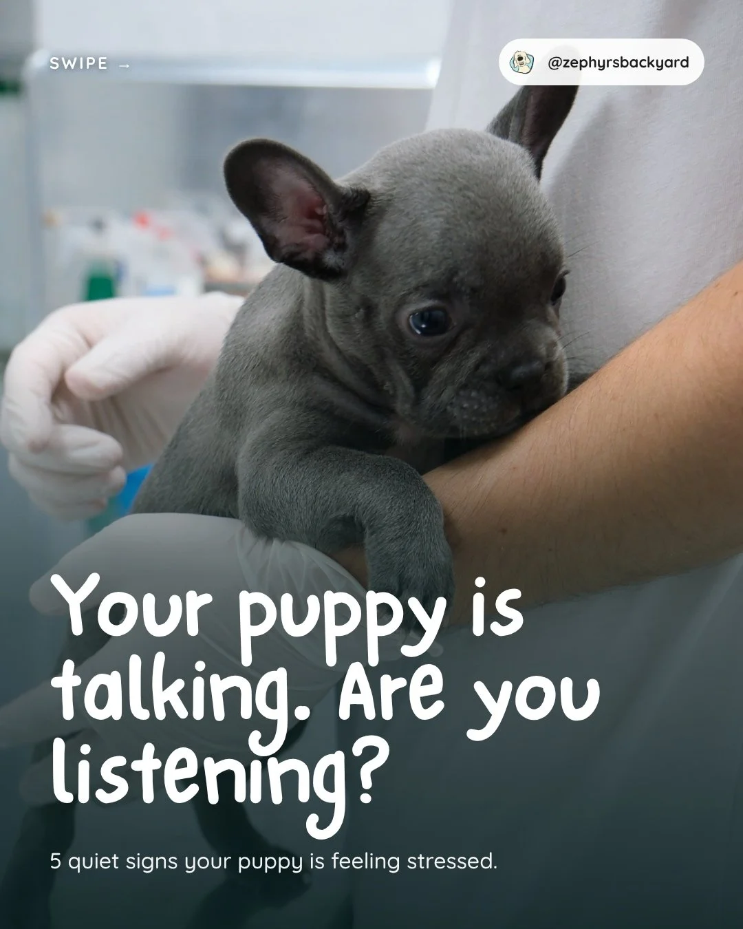 Your puppy is talking to you all day long&hellip; just very quietly. 🐾

Long before a growl, most puppies show small "I'm not sure about this" signals. Puppies who learn their quiet signals are heard don't need to get louder. They learn th