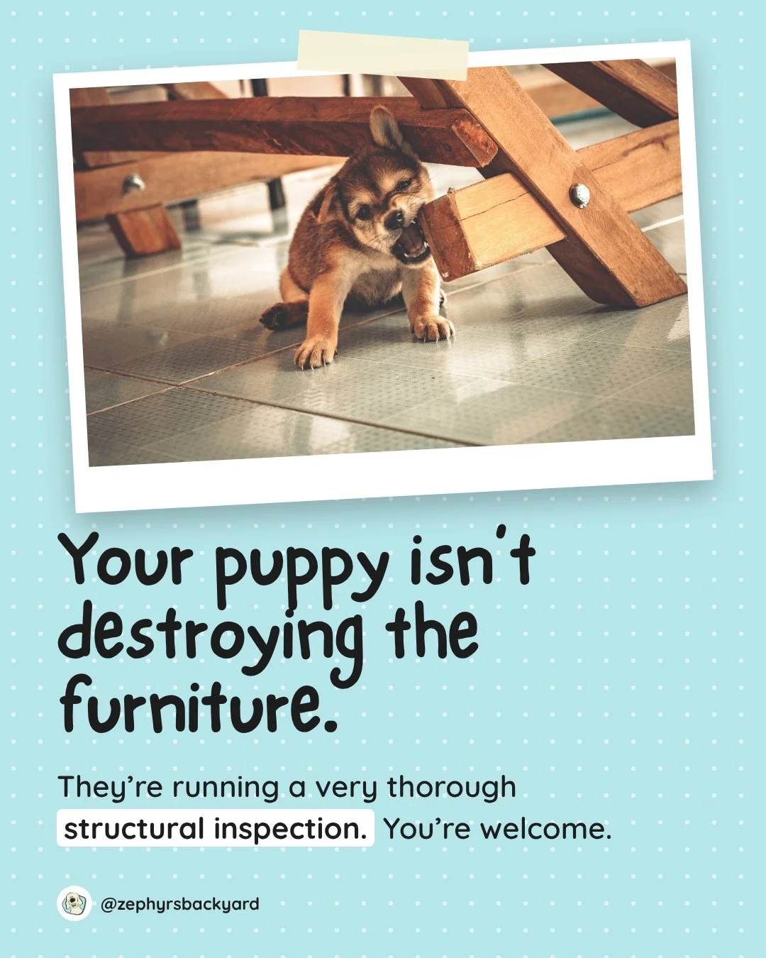 Inspection status: ongoing. 
Puppies explore the world with their mouths, and teething makes everything feel extra chewy. 
What helps:�&rarr; Give them something they can actually do: chews, lick mats, frozen toys�&rarr; Swap, don't scold. Trade the 